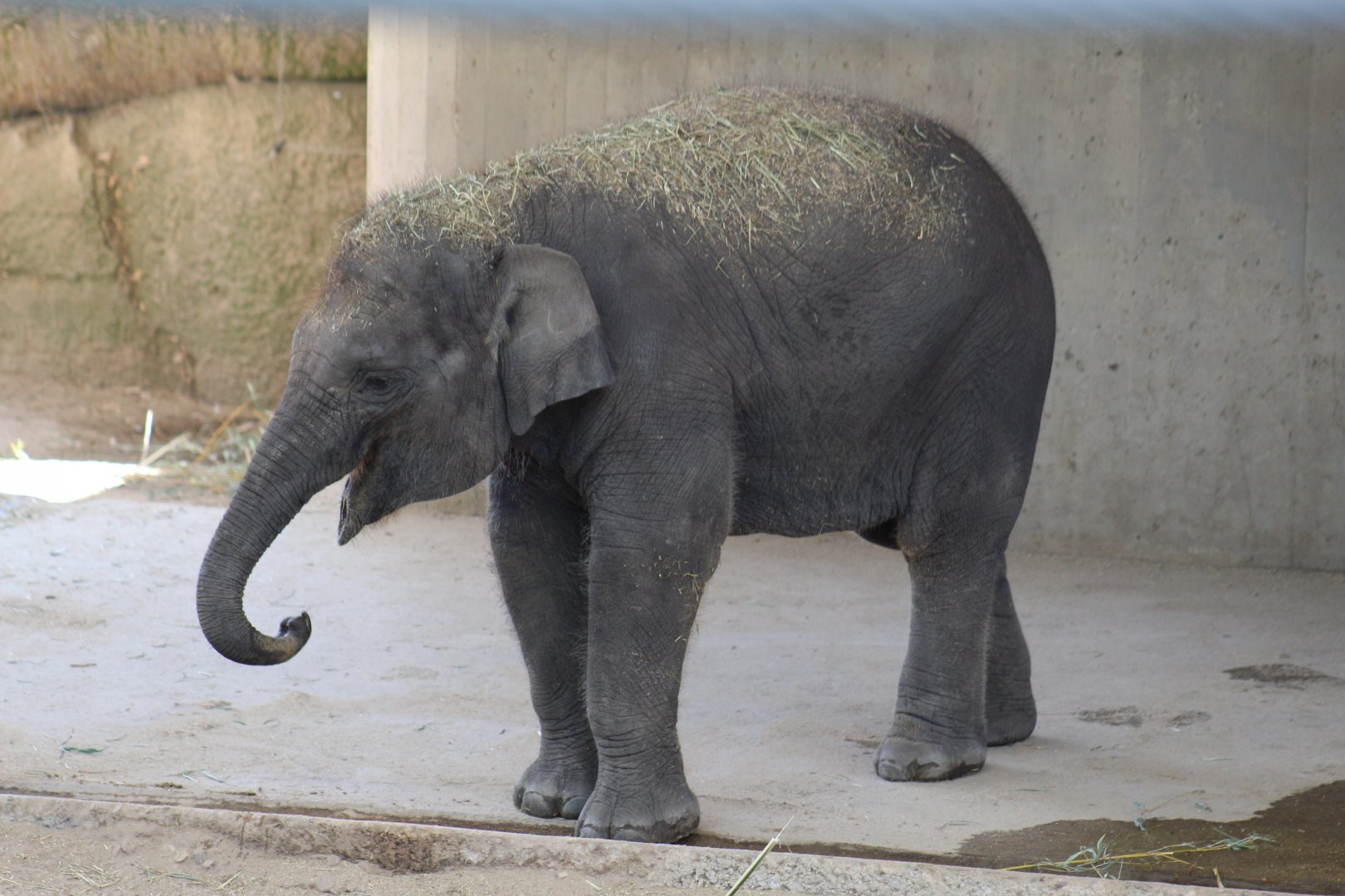 Sumatran Elephant Calf