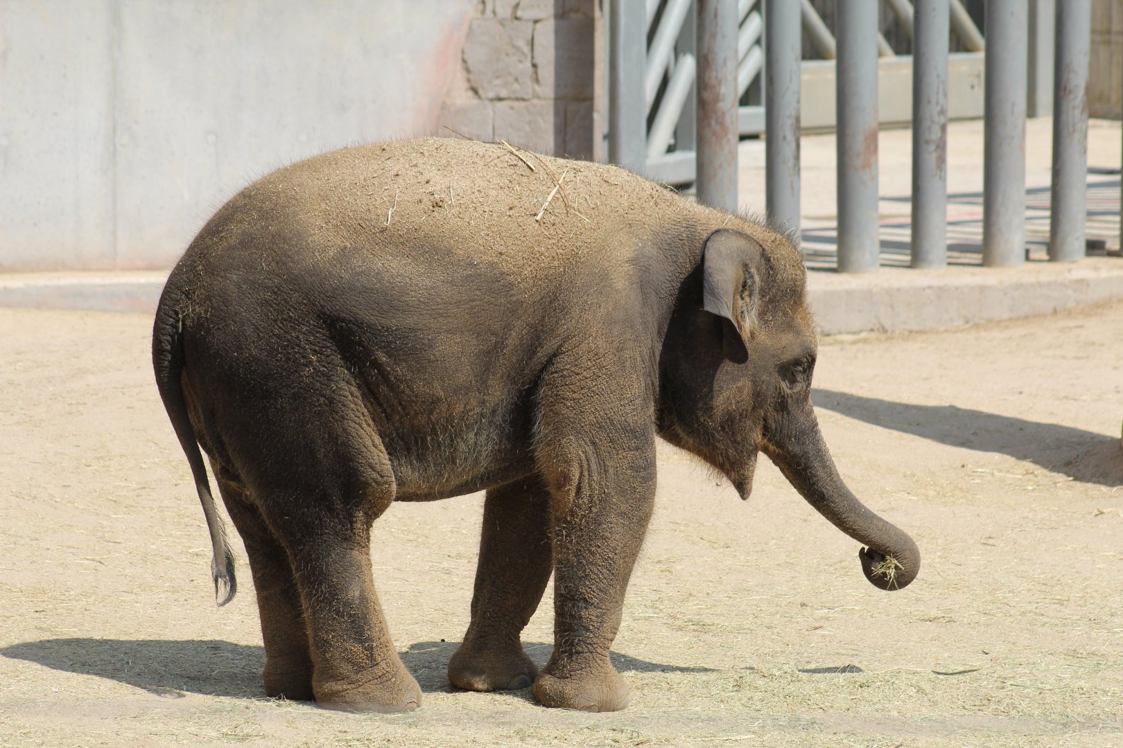 Sumatran Elephant Calf