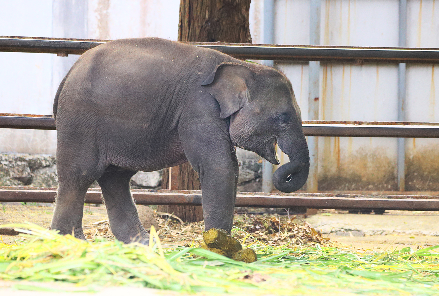 Sumatran elephant cub