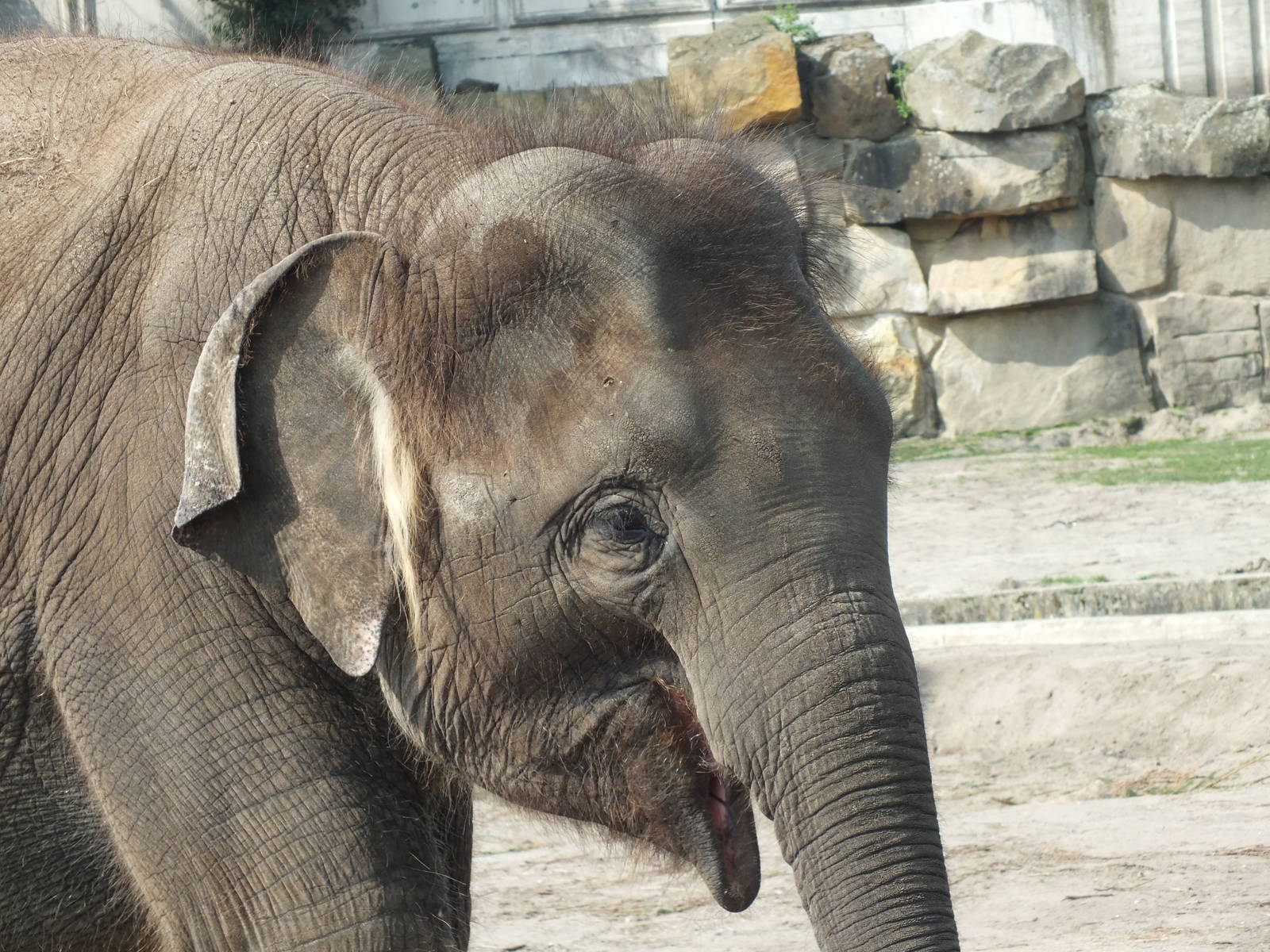 Sumatran Elephant (Elephas maximus sumatranus) at Tierpark Berlin - 3 April
