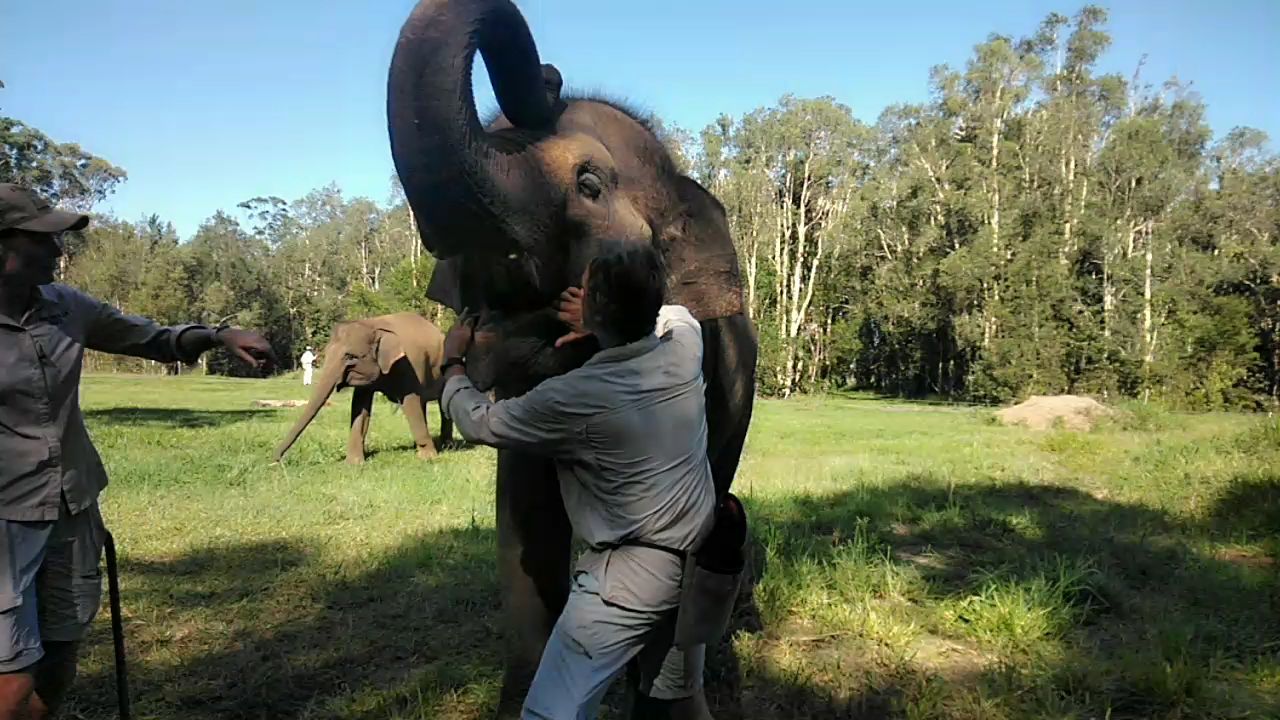 Sumatran Elephant (elephas maximus sumatranus) Christina