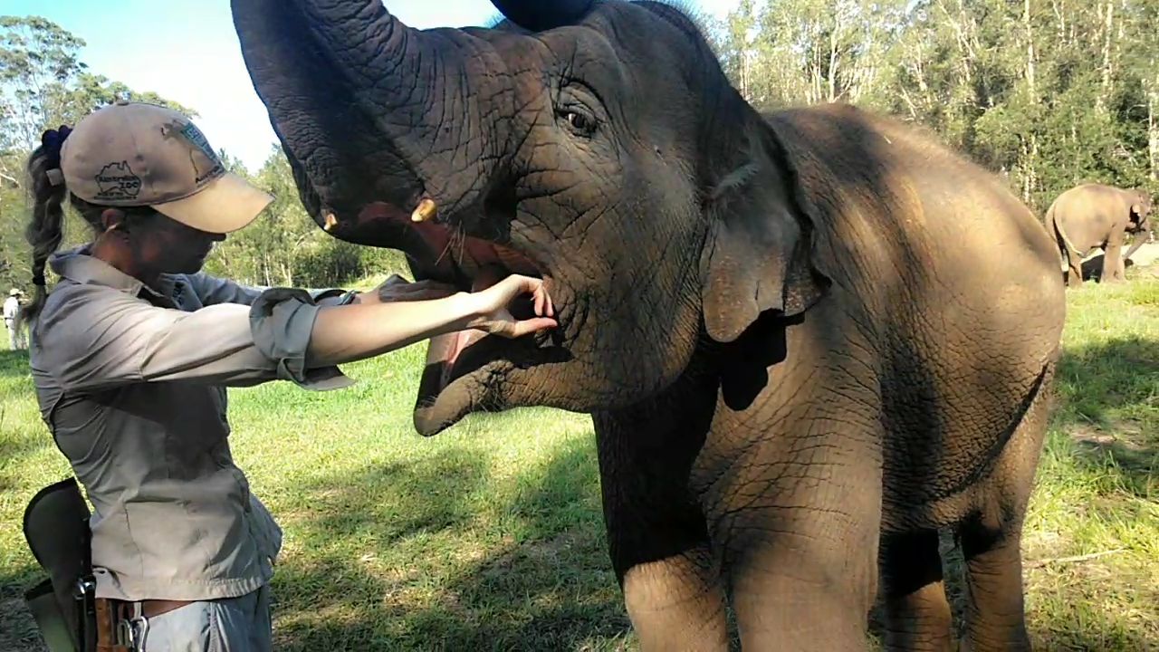 Sumatran Elephant (elephas maximus sumatranus) Rafflesia