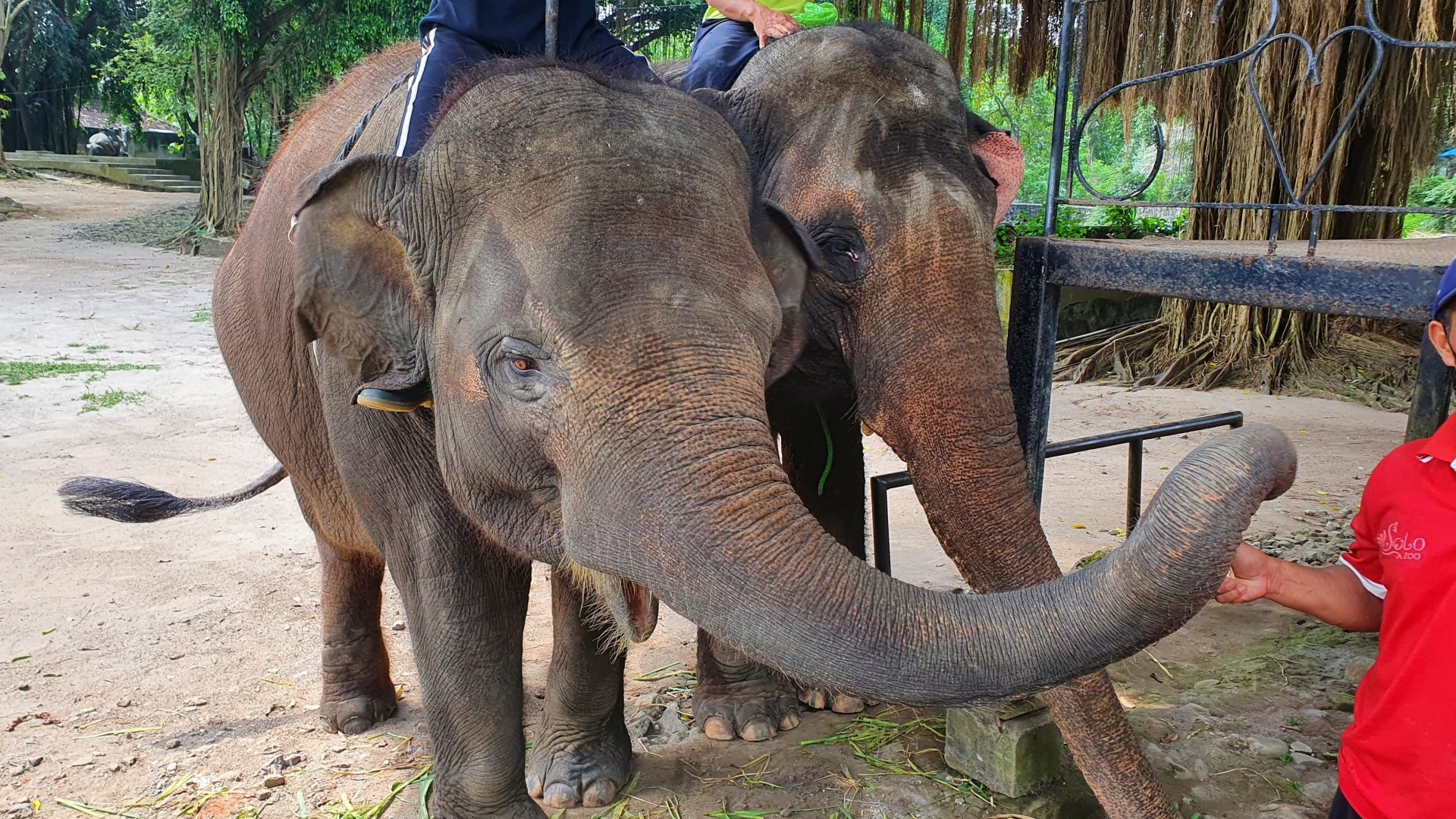 Sumatran Elephant (Elephas maximus sumatranus) - Taru Jurug Zoo