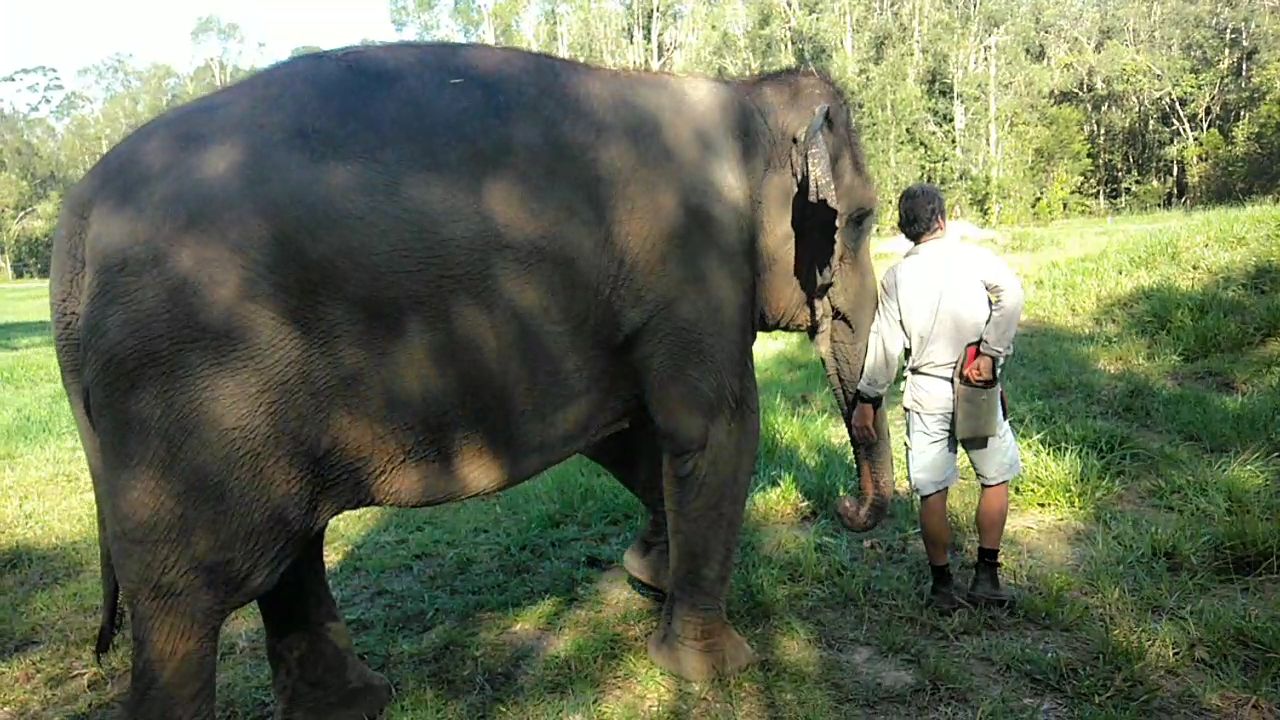 Sumatran Elephant (elephas maximus sumatranus) Wati