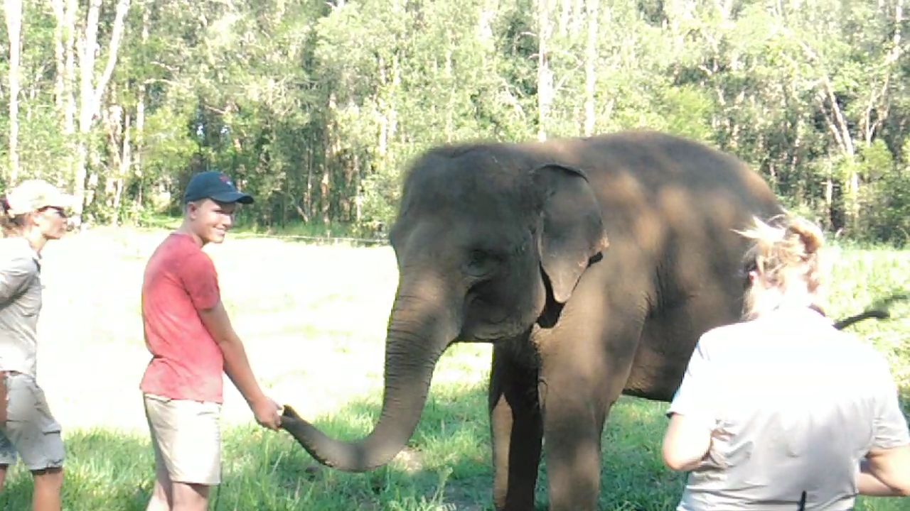 Sumatran Elephant (elephas maximus sumatranus) Widya