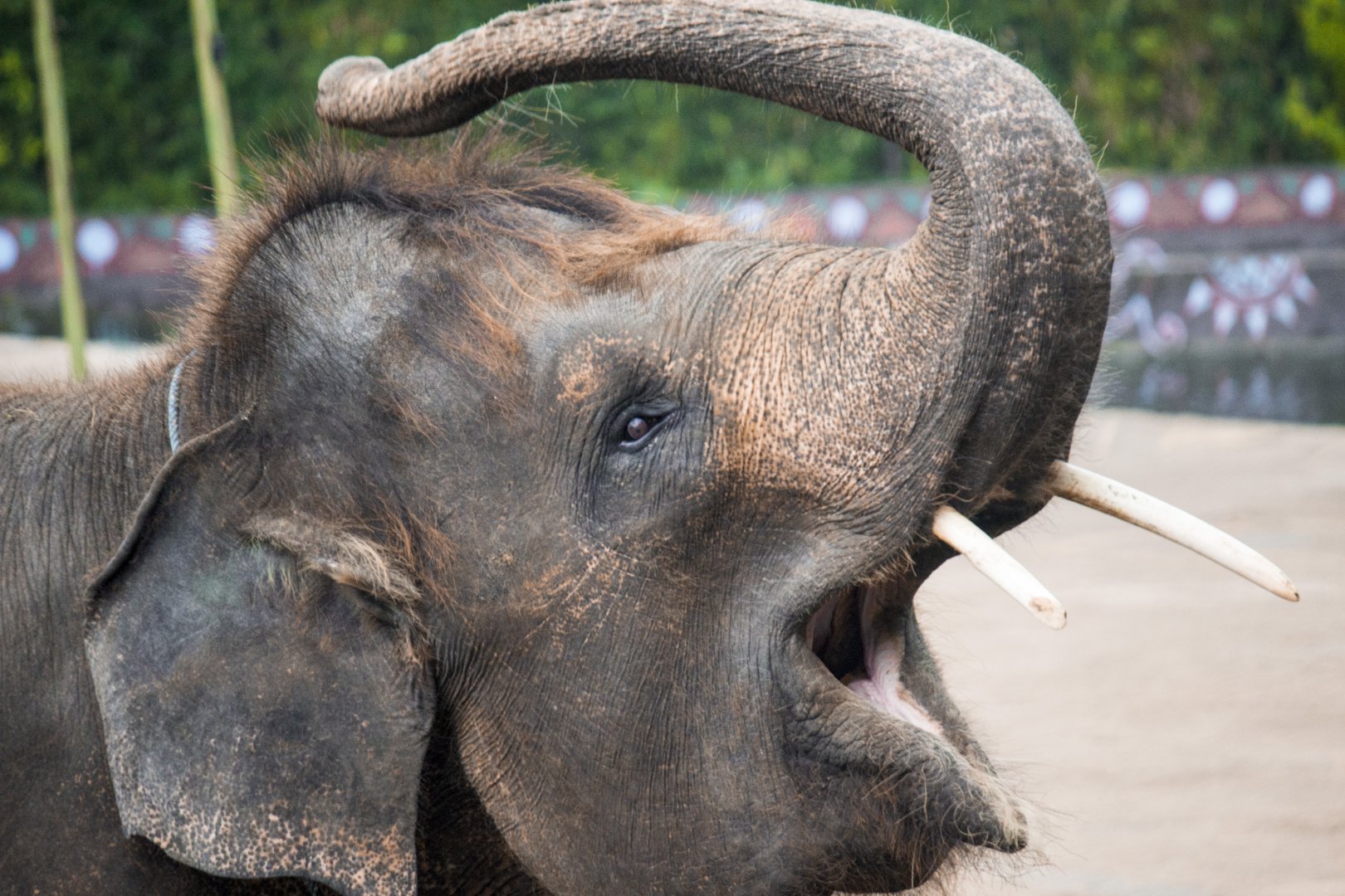Sumatran elephant, Elephas maximus sumatranus