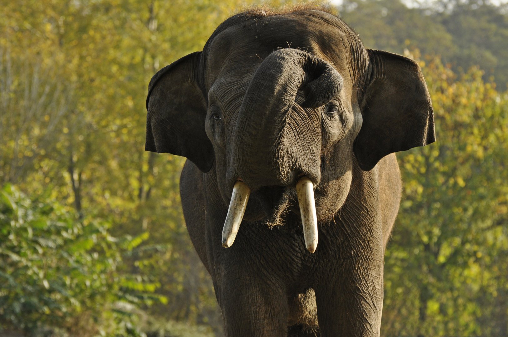 Sumatran elephant (Elephas maximus sumatranus)