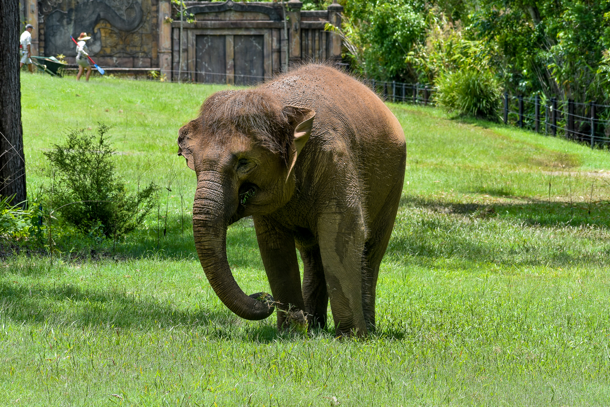 Sumatran Elephant (Elephas maximus sumatranus)