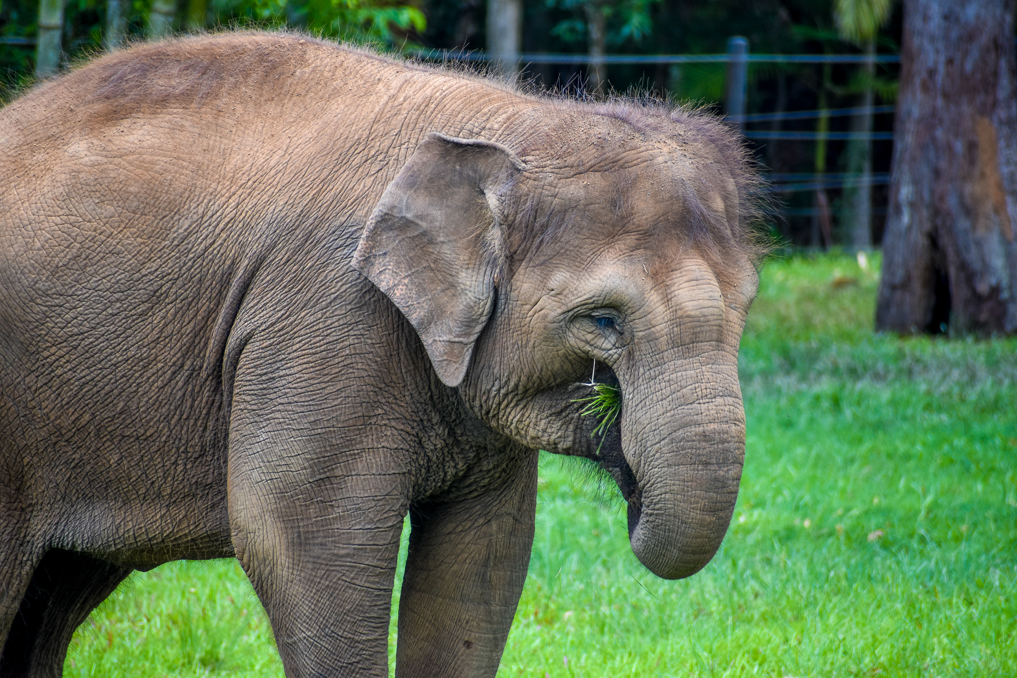 Sumatran Elephant (Elephas maximus sumatranus)