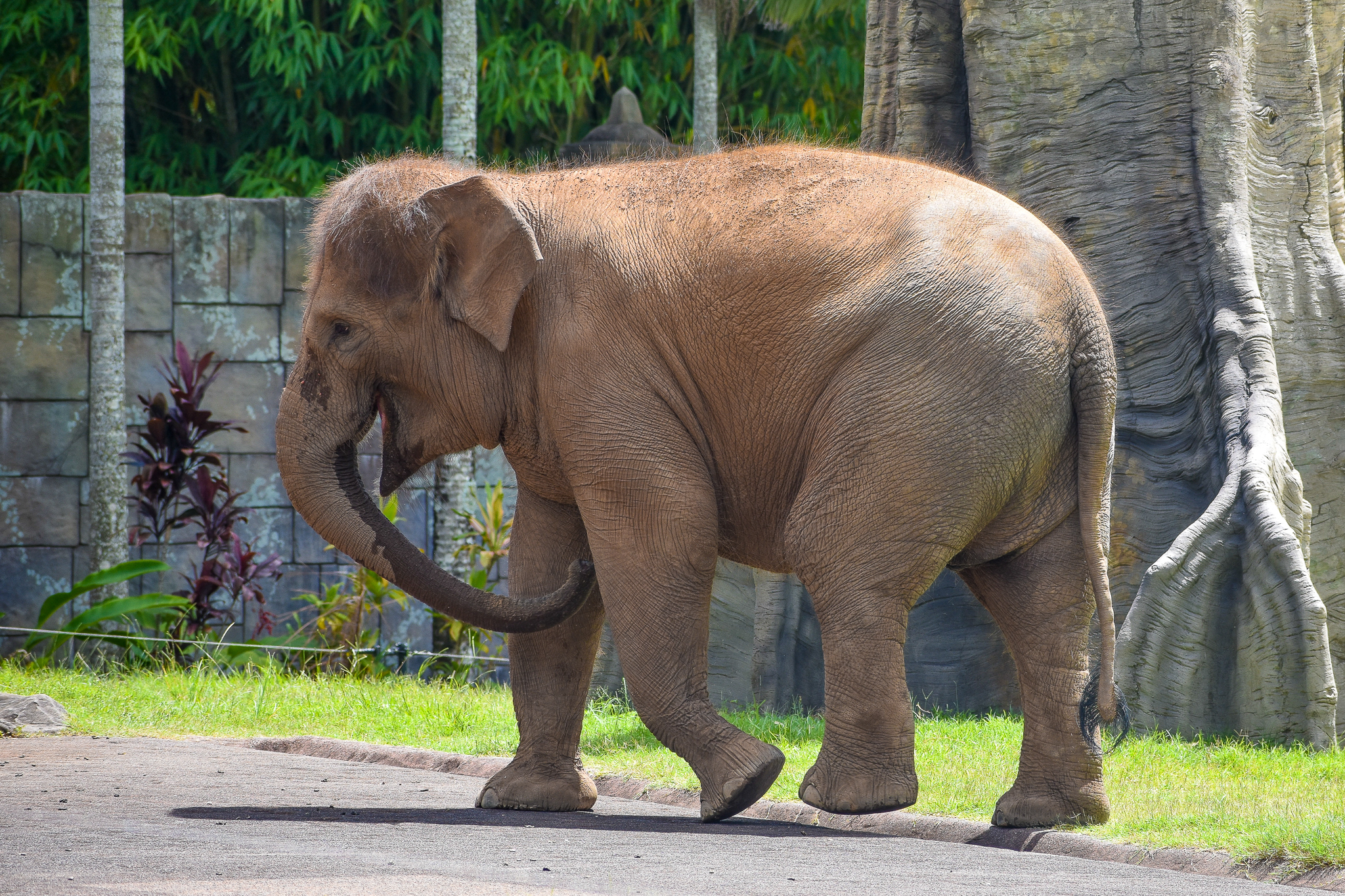 Sumatran Elephant (Elephas maximus sumatranus)