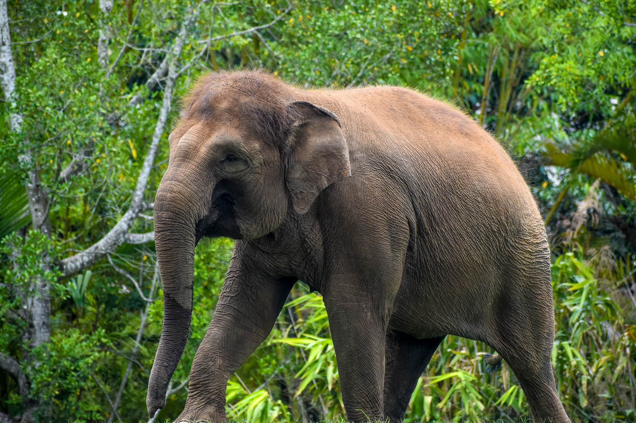 Sumatran Elephant (Elephas maximus sumatranus)