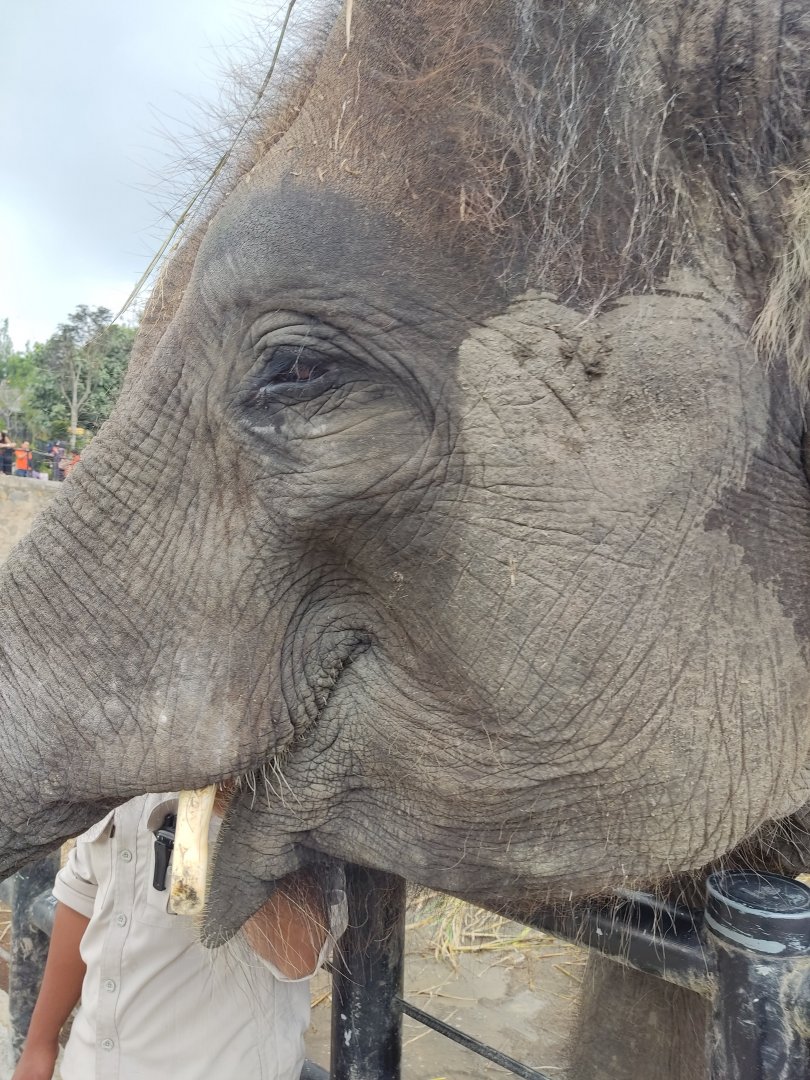 Sumatran Elephant (Elephas maximus sumatranus)
