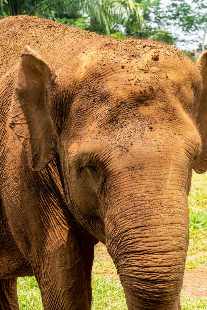 Sumatran Elephant - Elephas maximus sumatranus