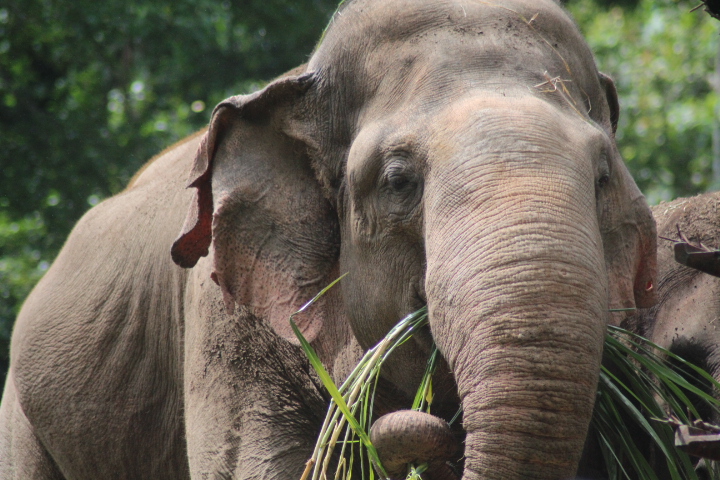 Sumatran elephant (Elephas maximus sumatranus)