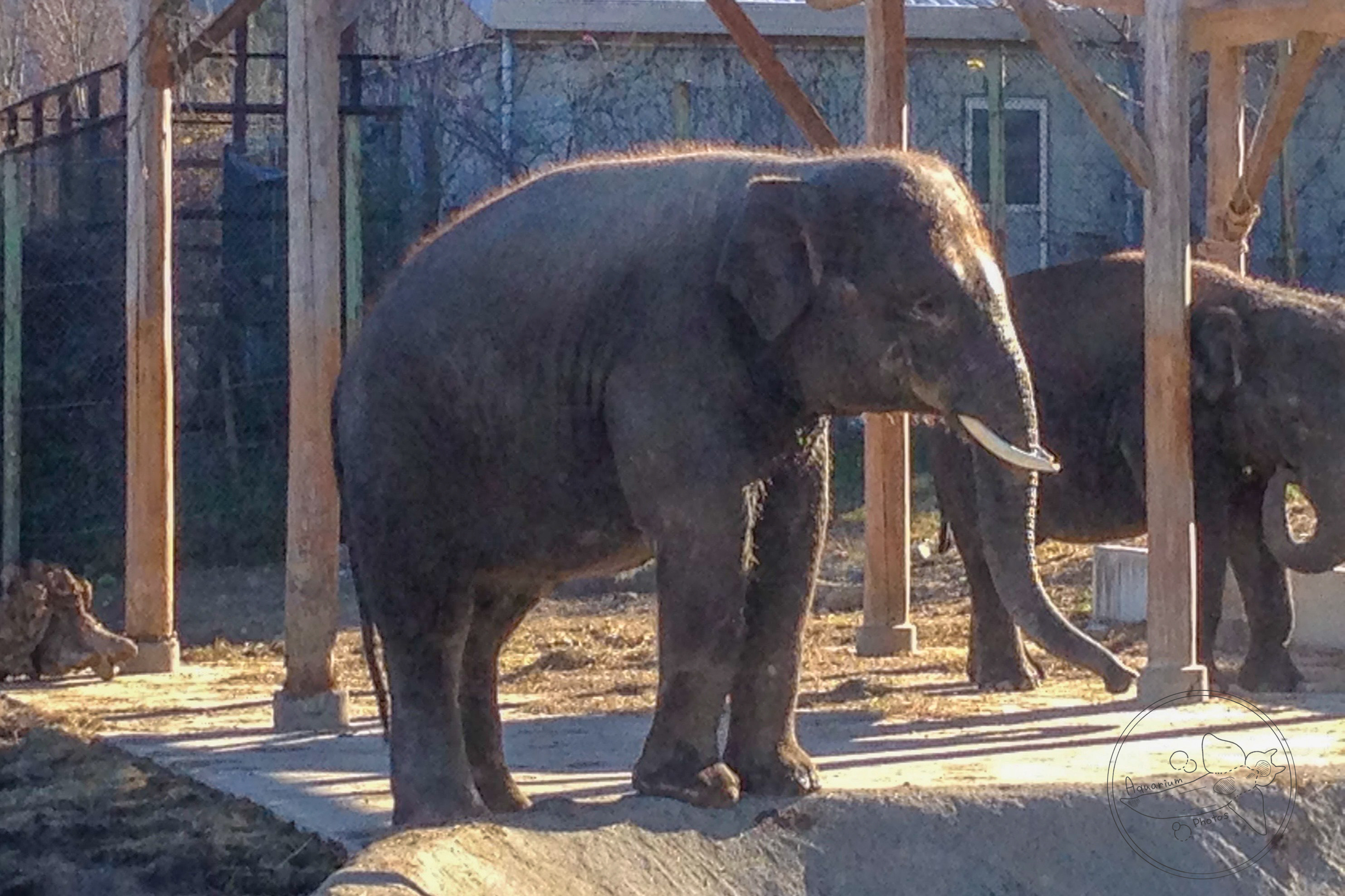 Sumatran Elephant (Elephas maximus sumatranus)