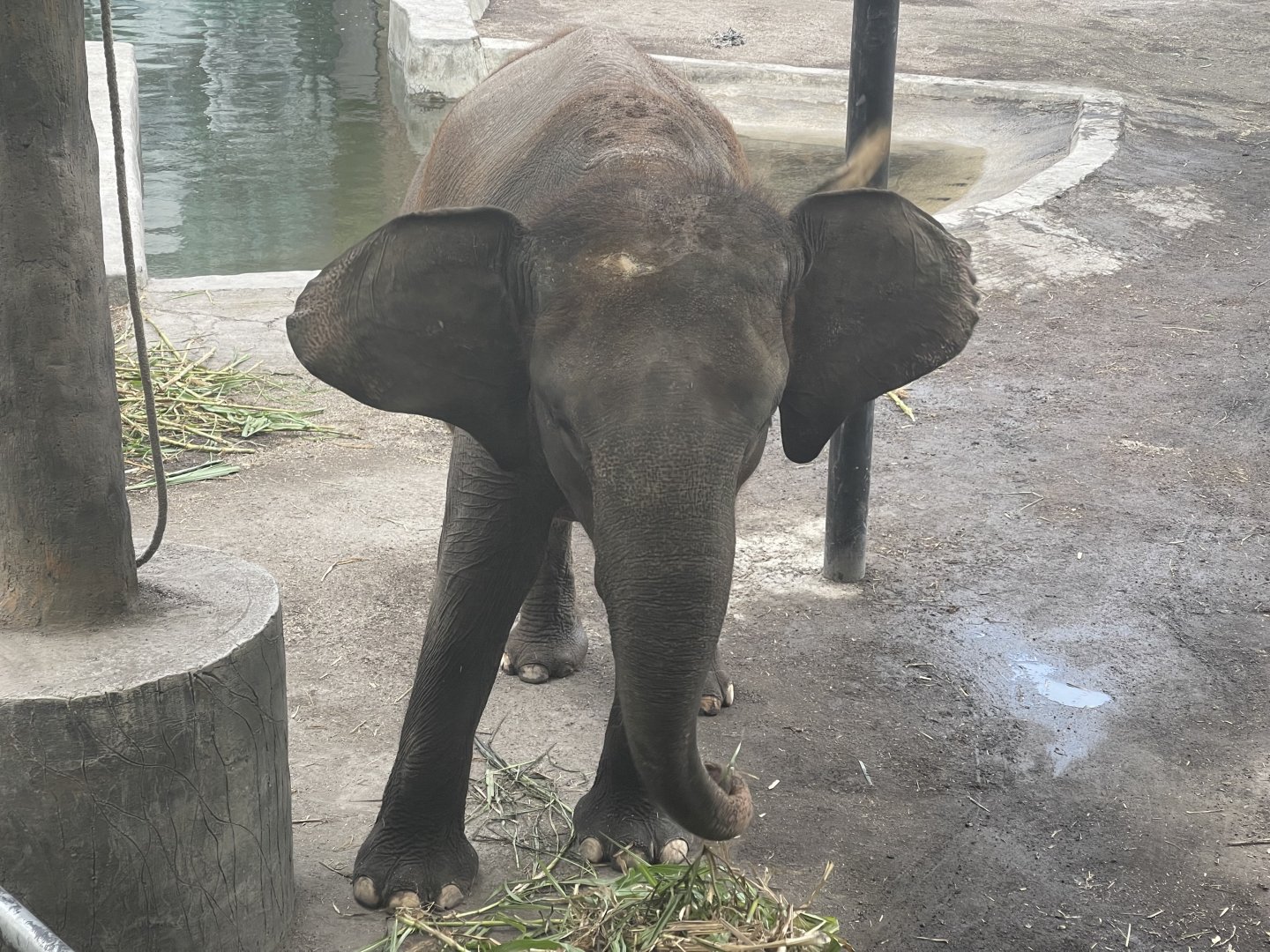 sumatran elephant (elephas maximus sumatranus)