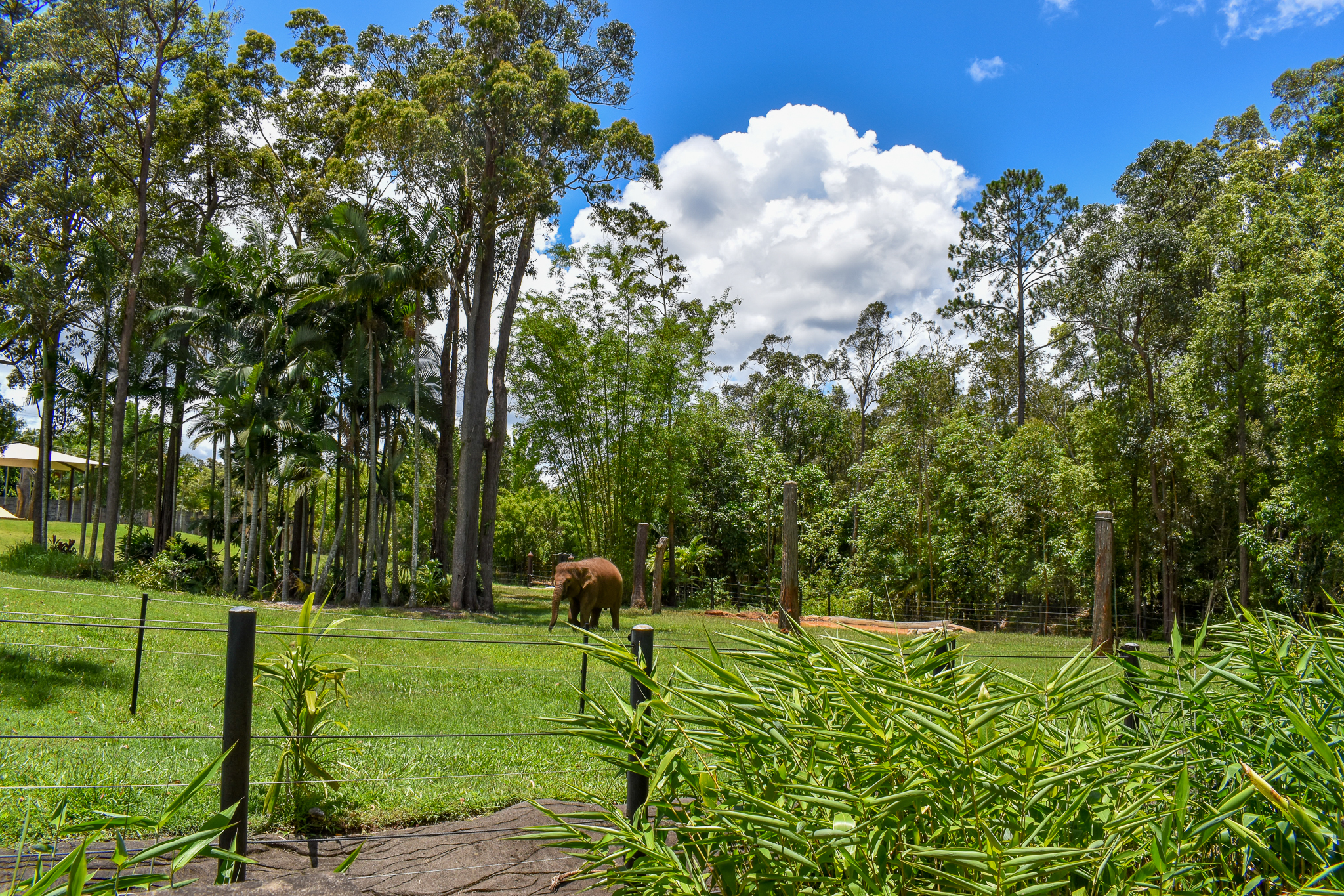 Sumatran Elephant Enclosure