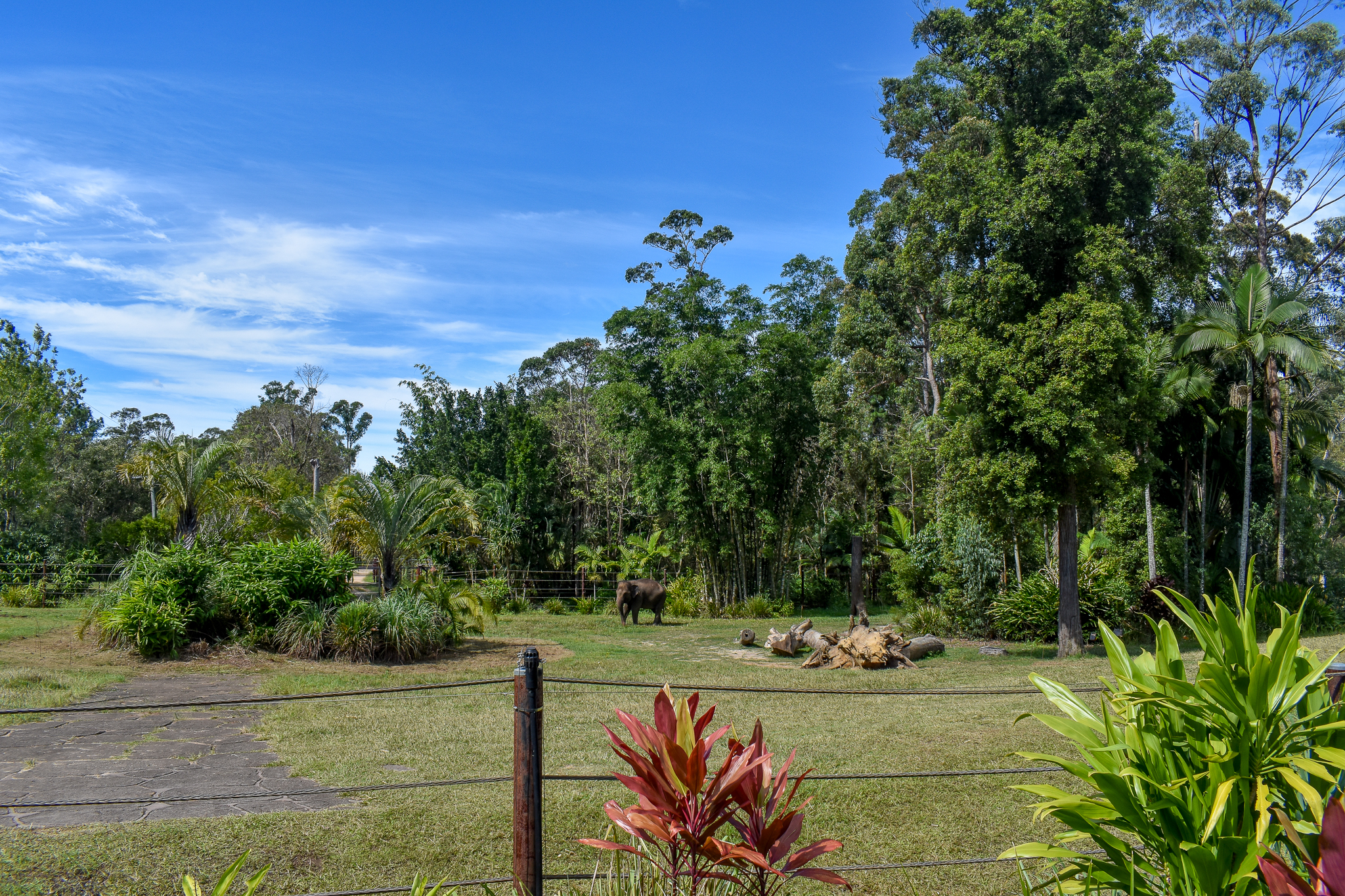 Sumatran elephant enclosure