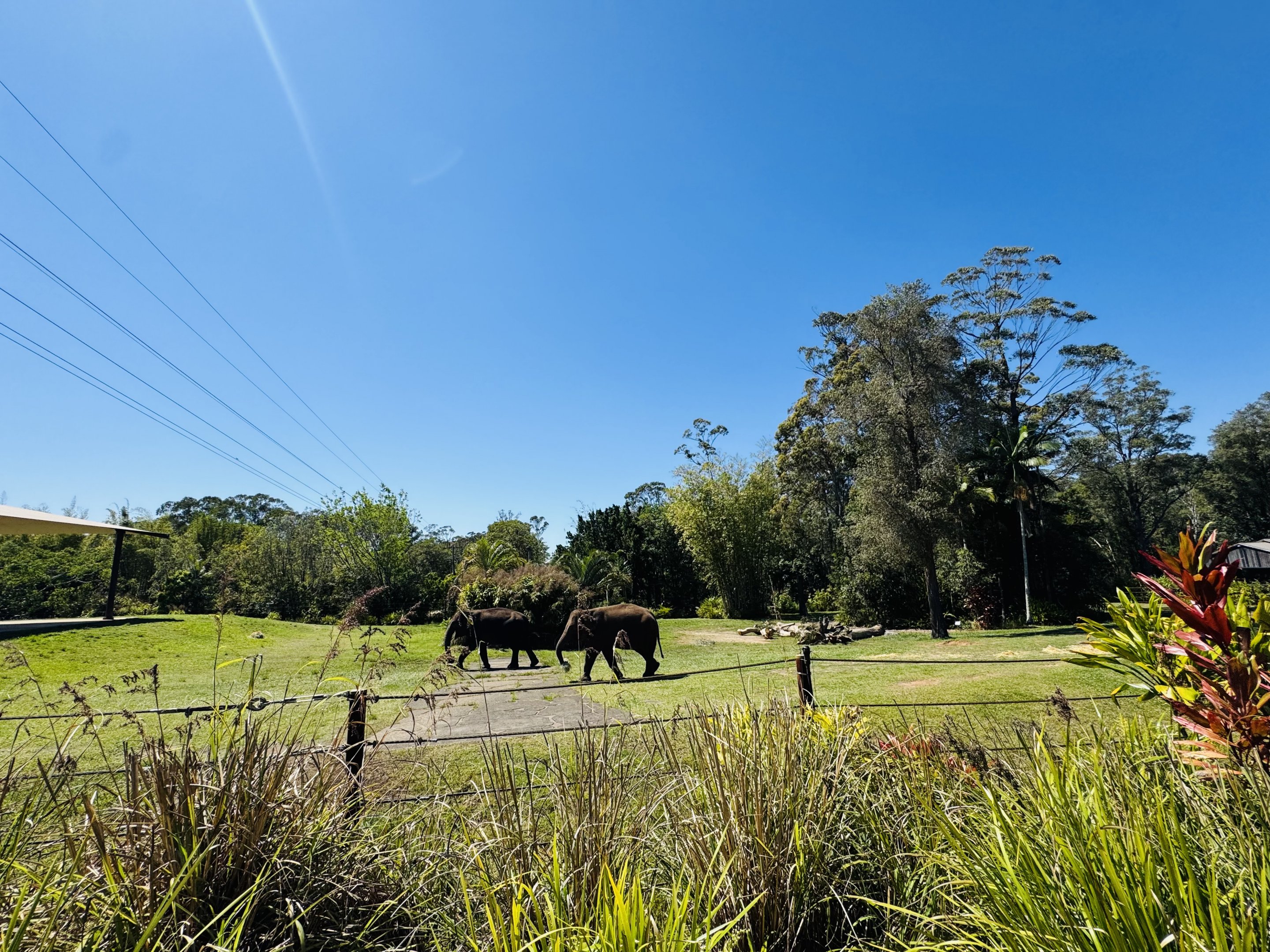 Sumatran elephant enclosure