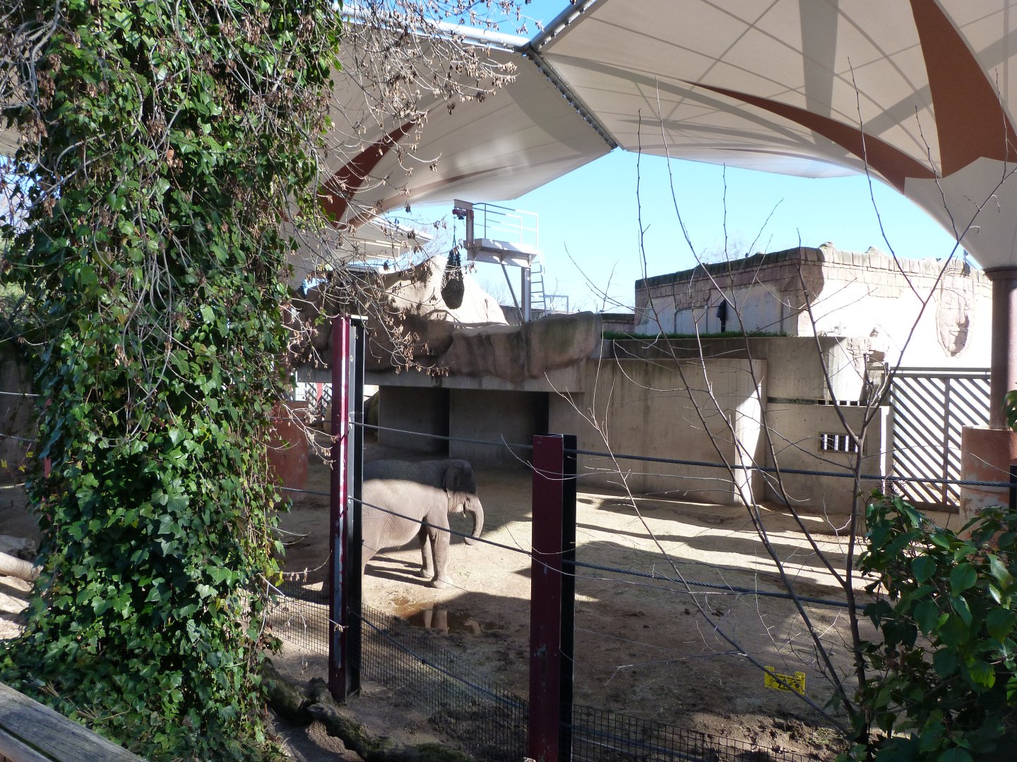 Sumatran elephant exhibit -Zoo Aquarium de Madrid (2025)