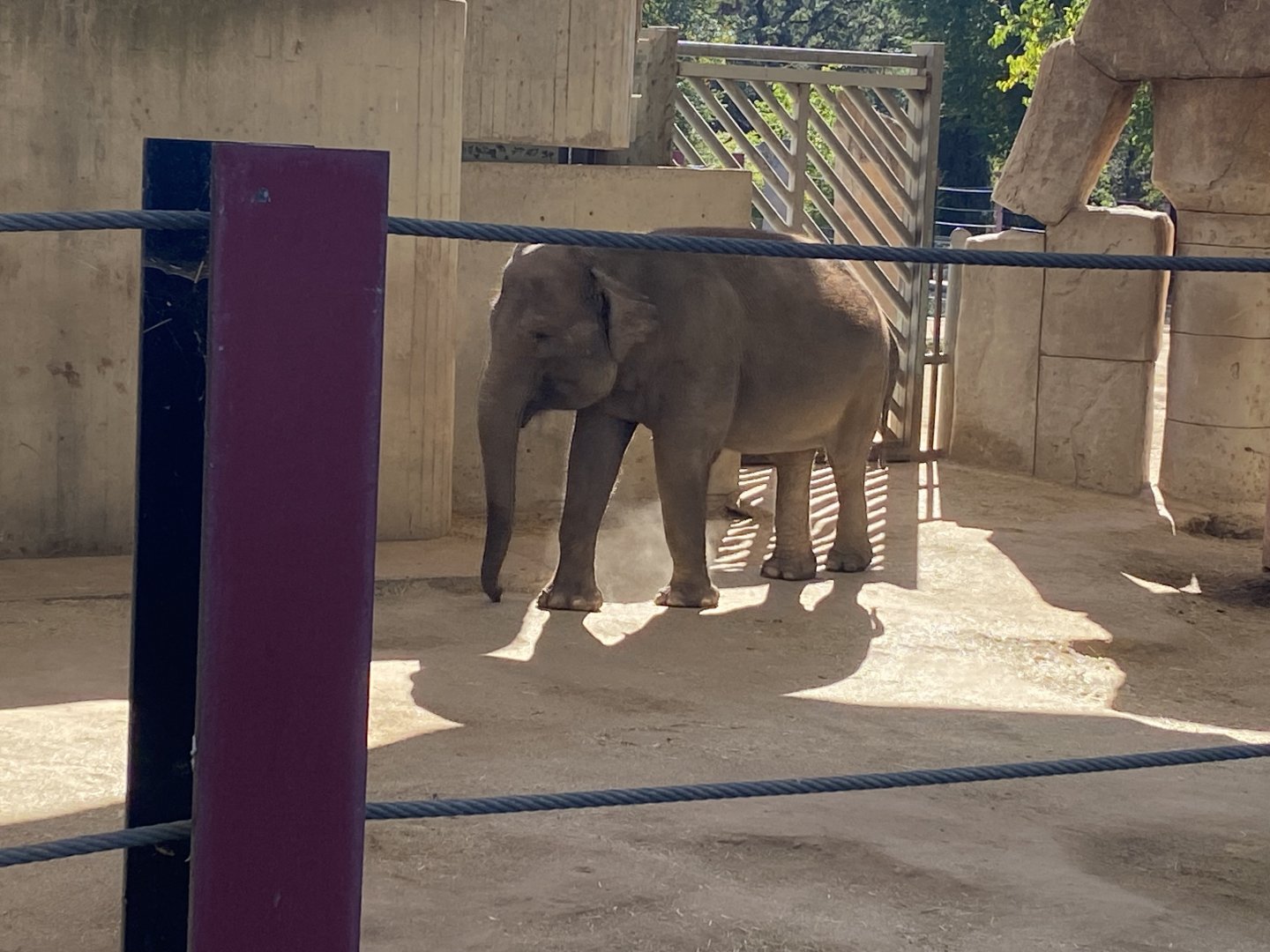 Sumatran elephant image 2