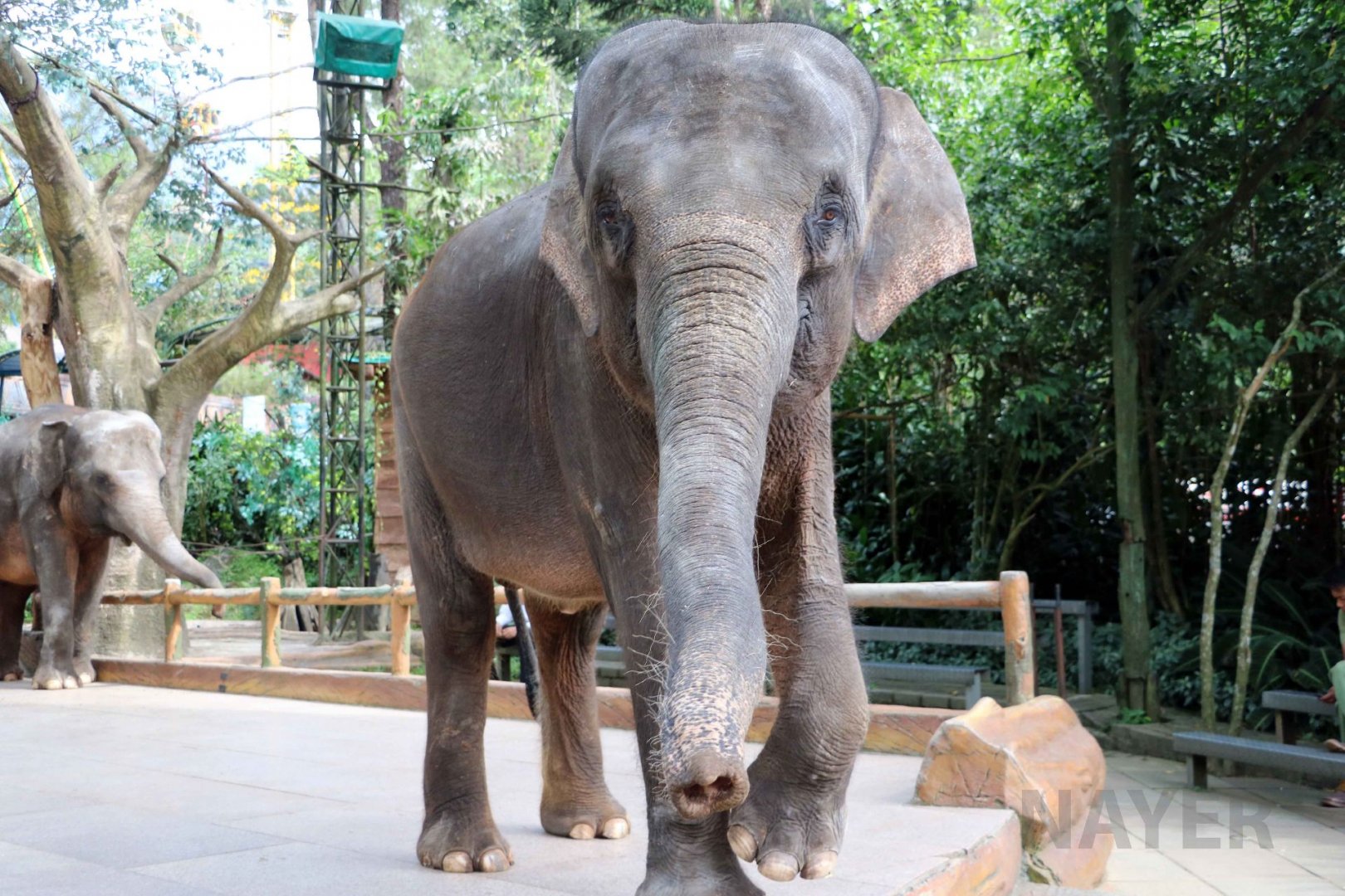 Sumatran elephant, June 2016
