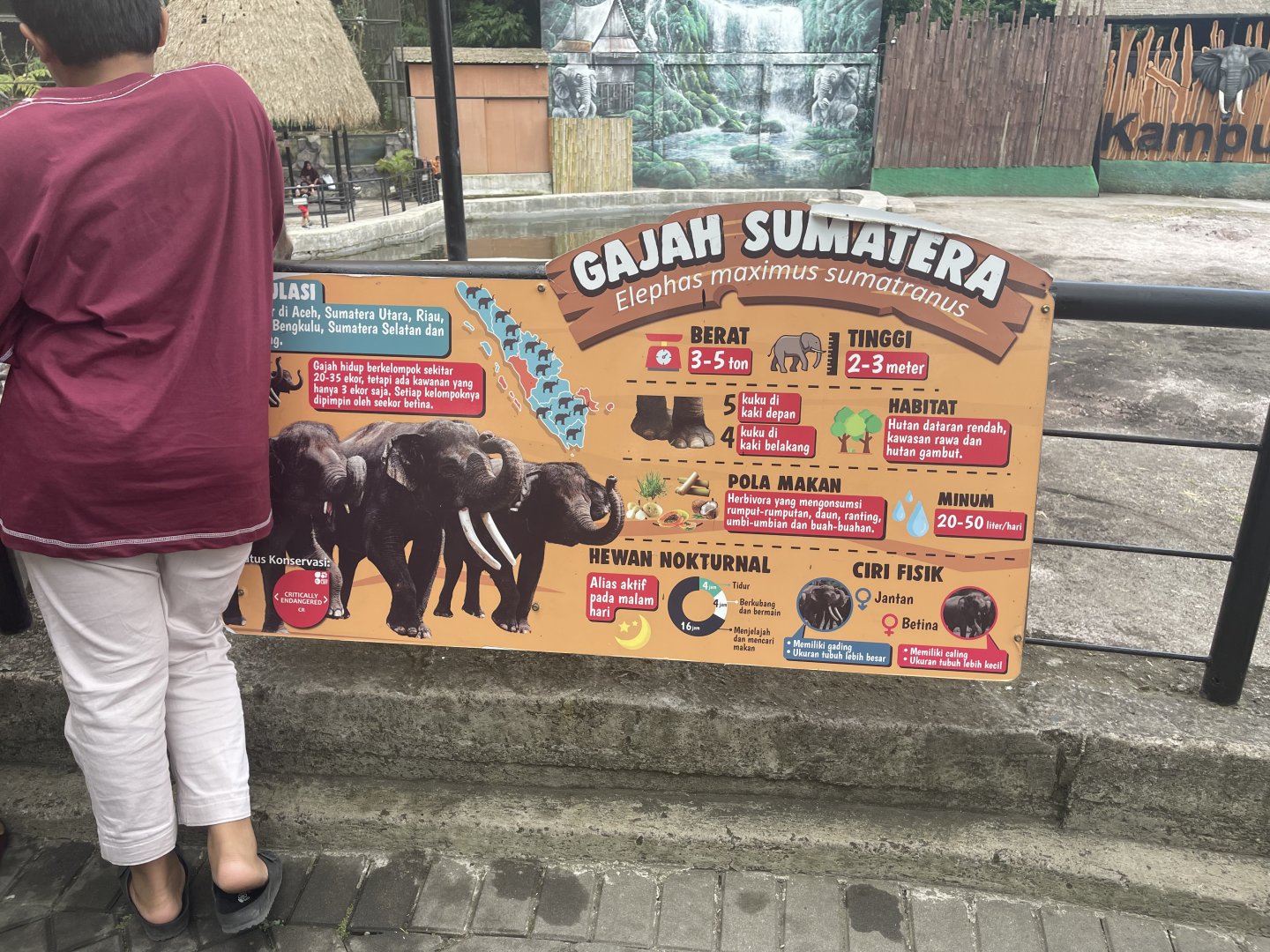 sumatran elephant signage
