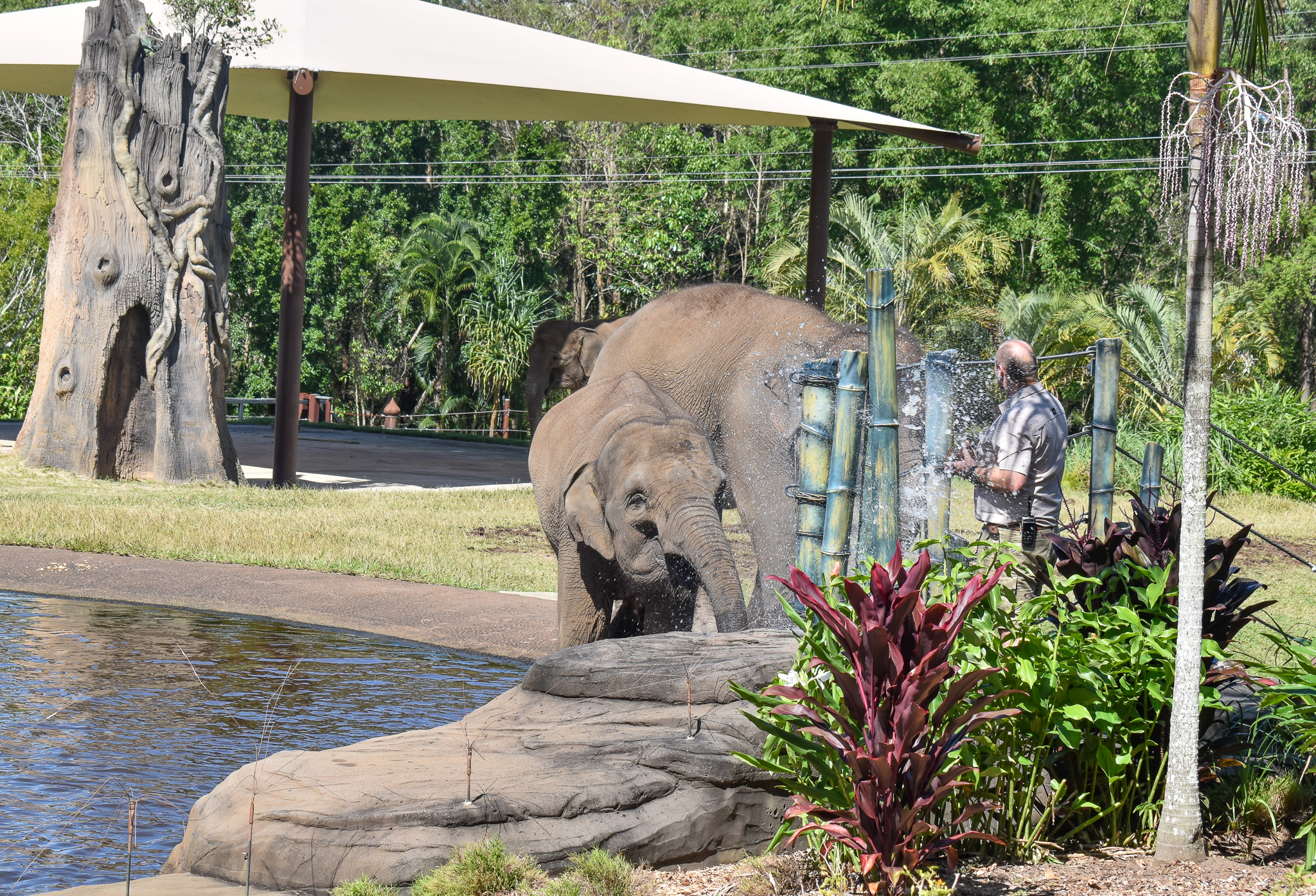 Sumatran Elephant spraying water at keeper