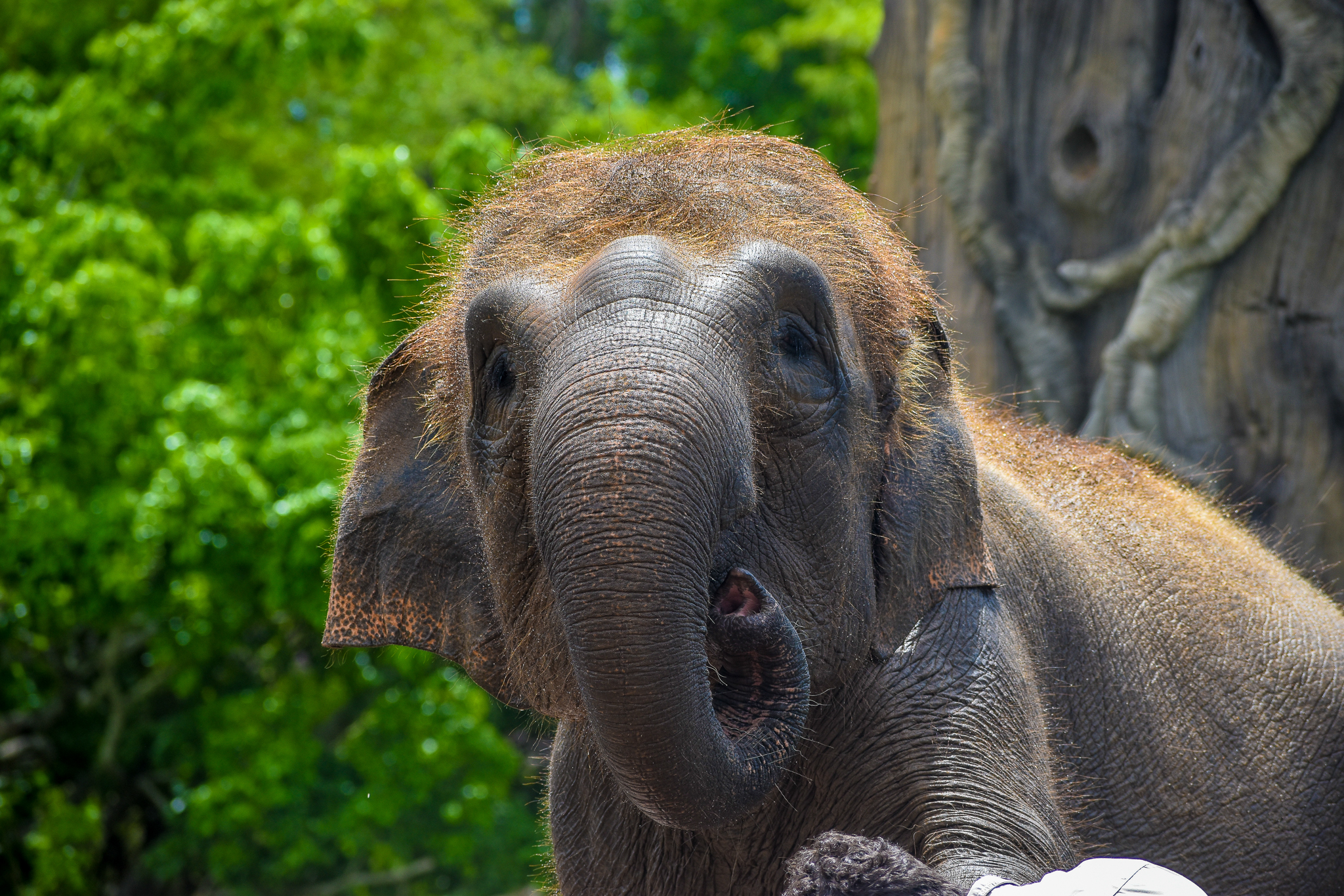 Sumatran Elephant - Widya