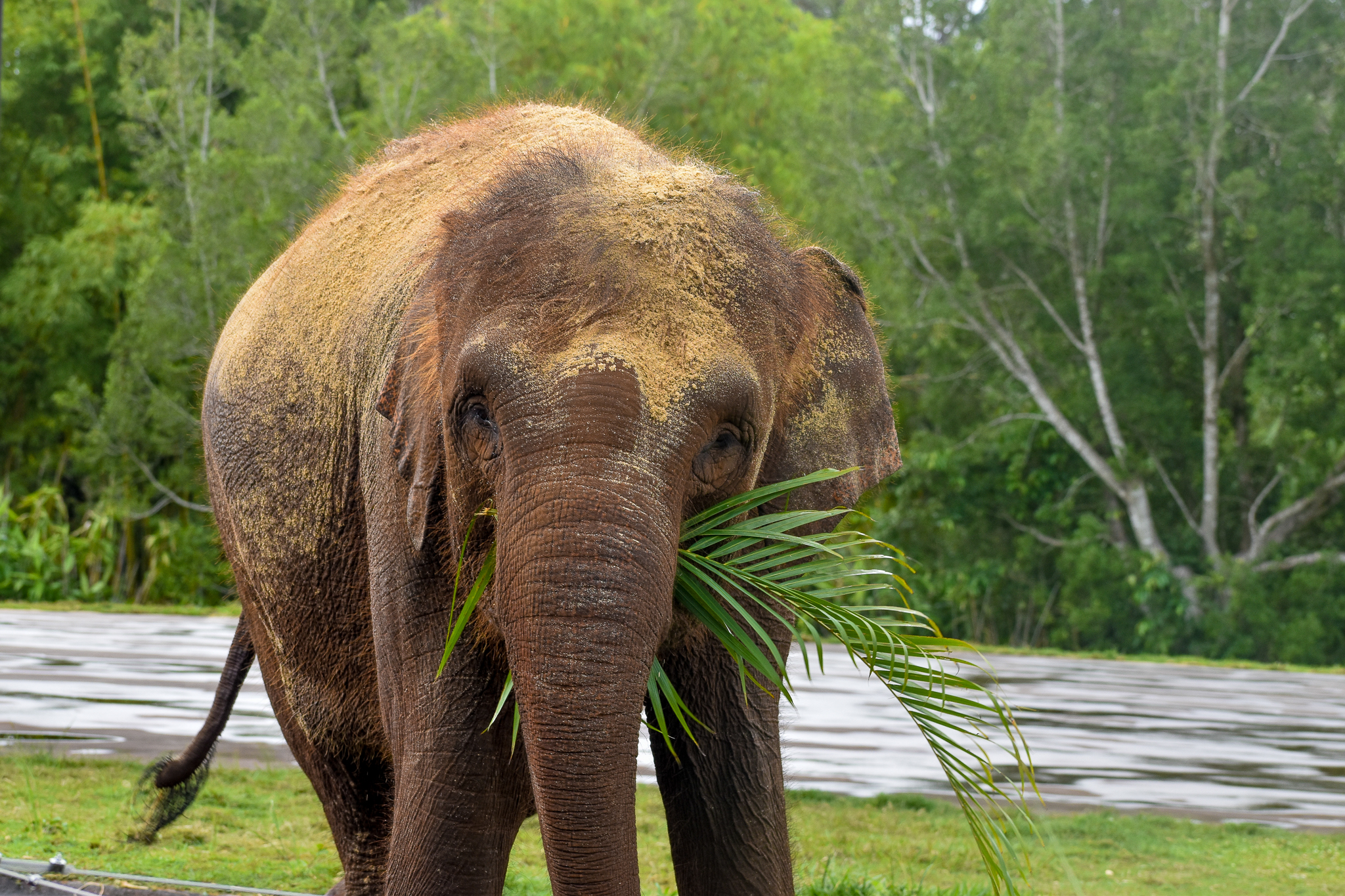 Sumatran Elephant with palm frond