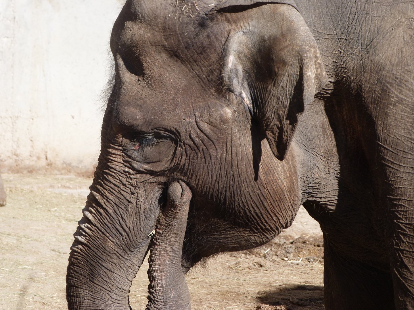 Sumatran elephant -Zoo Aquarium de Madrid (2025)
