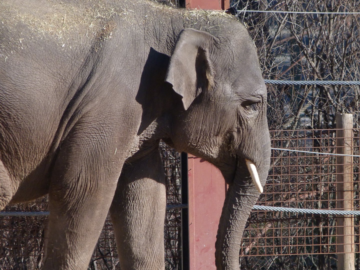 Sumatran elephant -Zoo Aquarium de Madrid (2025)