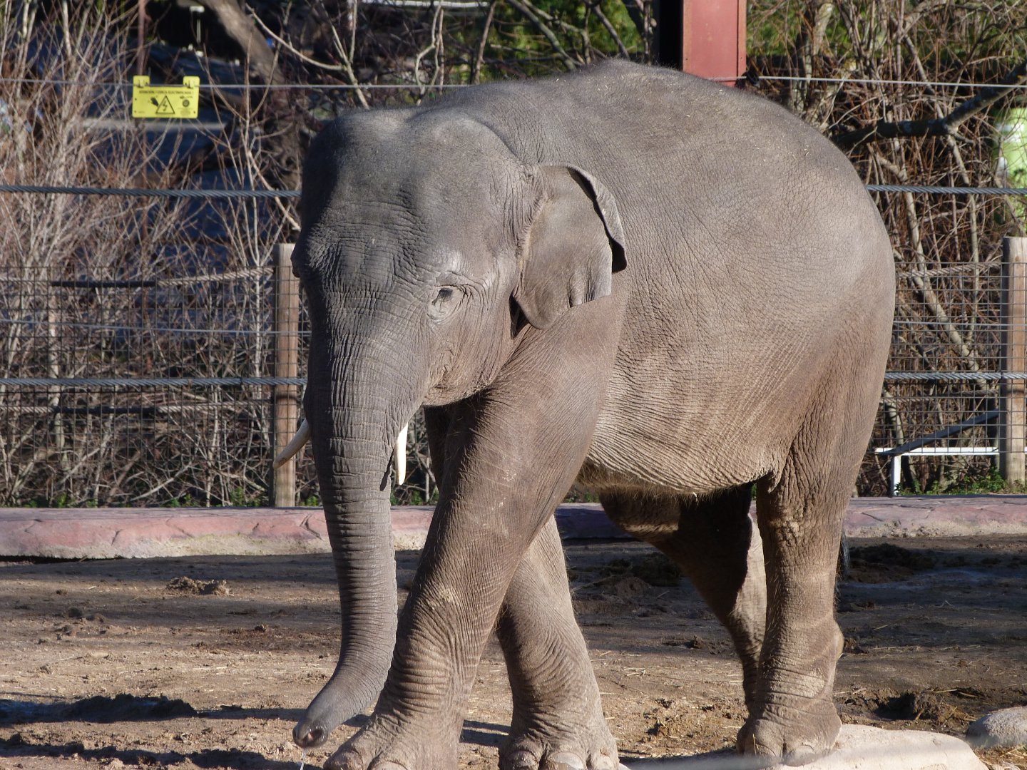 Sumatran elephant -Zoo Aquarium de Madrid (2025)