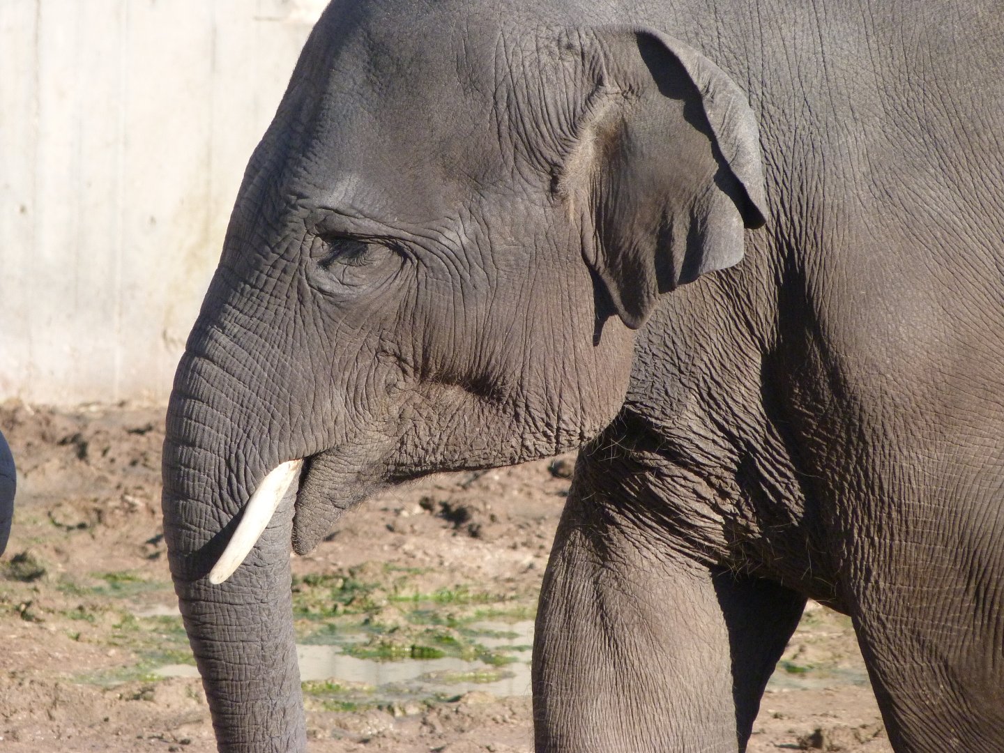 Sumatran elephant -Zoo Aquarium de Madrid (2025)