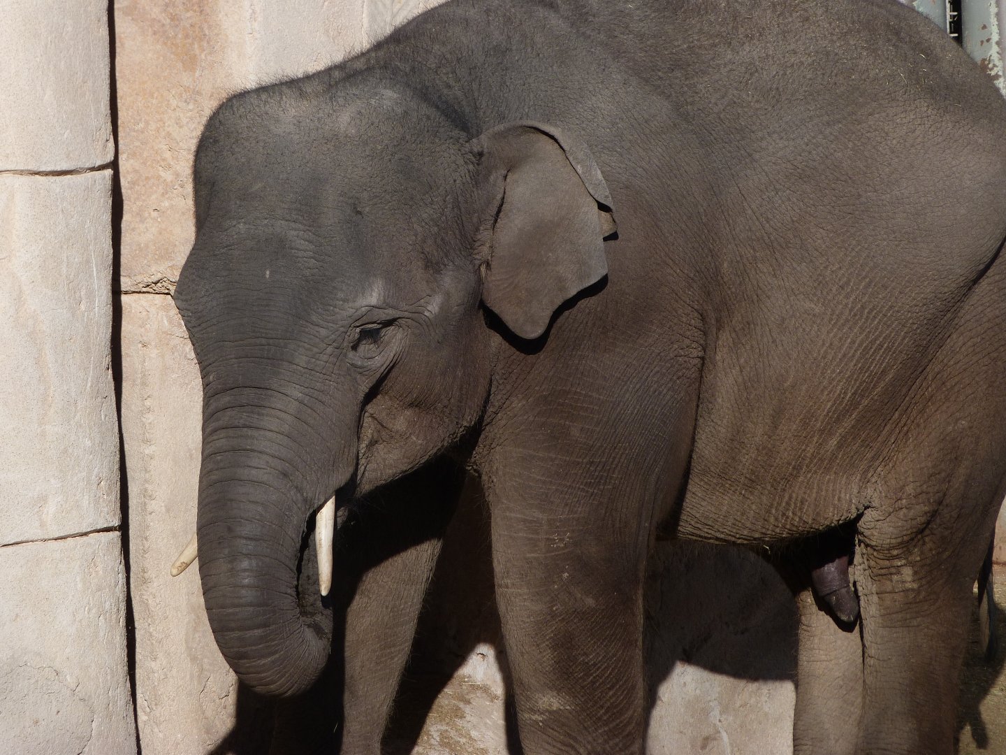 Sumatran elephant -Zoo Aquarium de Madrid (2025)