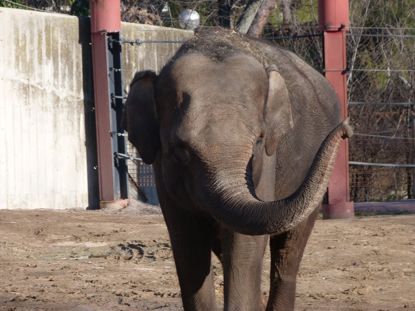 Sumatran elephant -Zoo Aquarium de Madrid (2025)