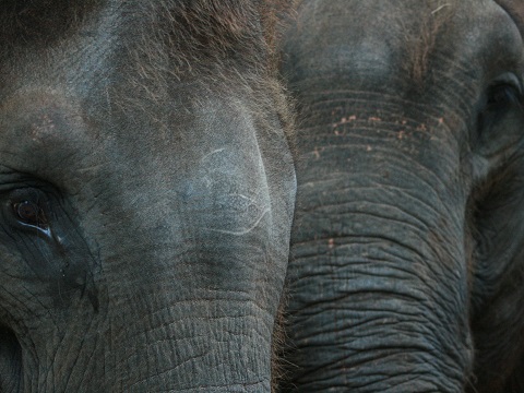 Sumatran Elephant