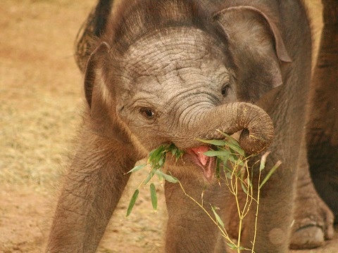 Sumatran Elephant