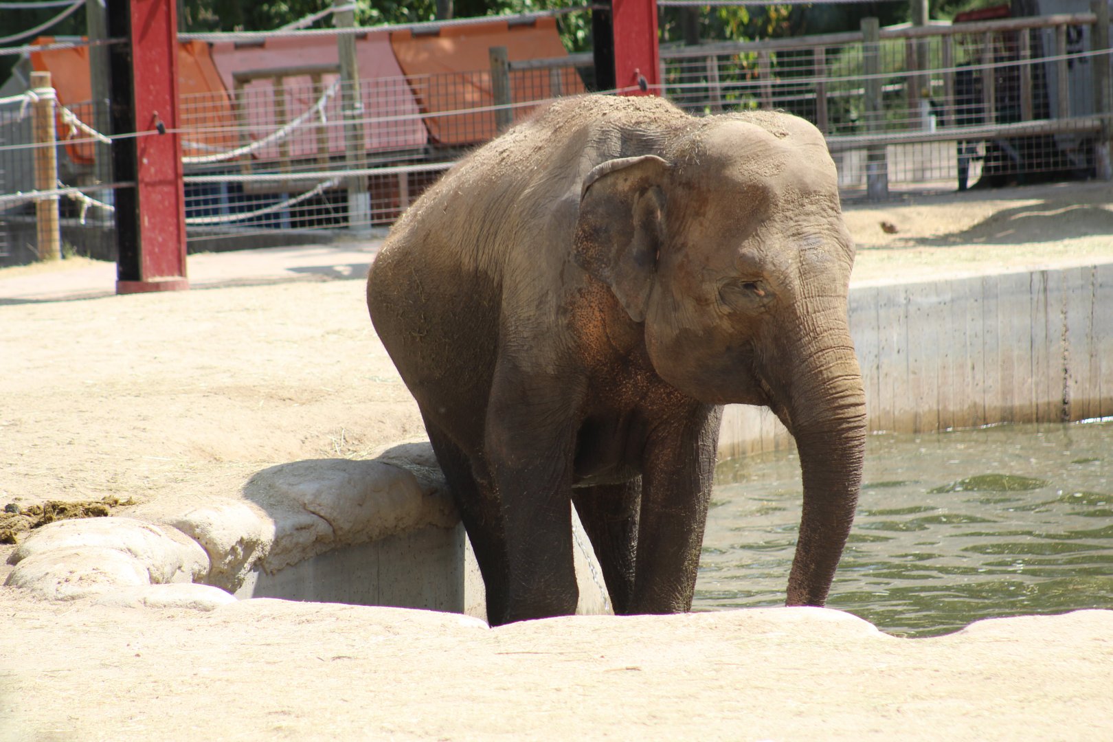 Sumatran Elephant