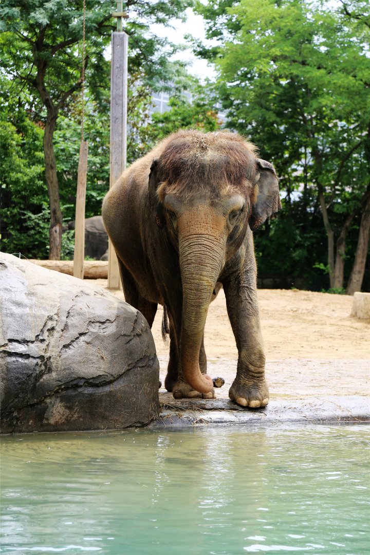 Sumatran Elephant