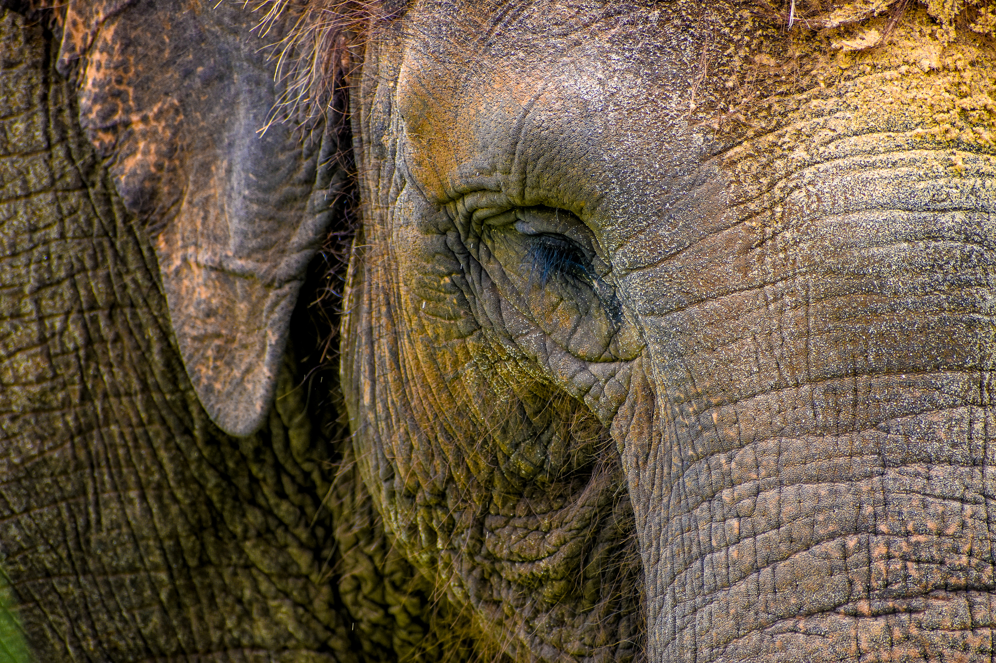 Sumatran Elephant