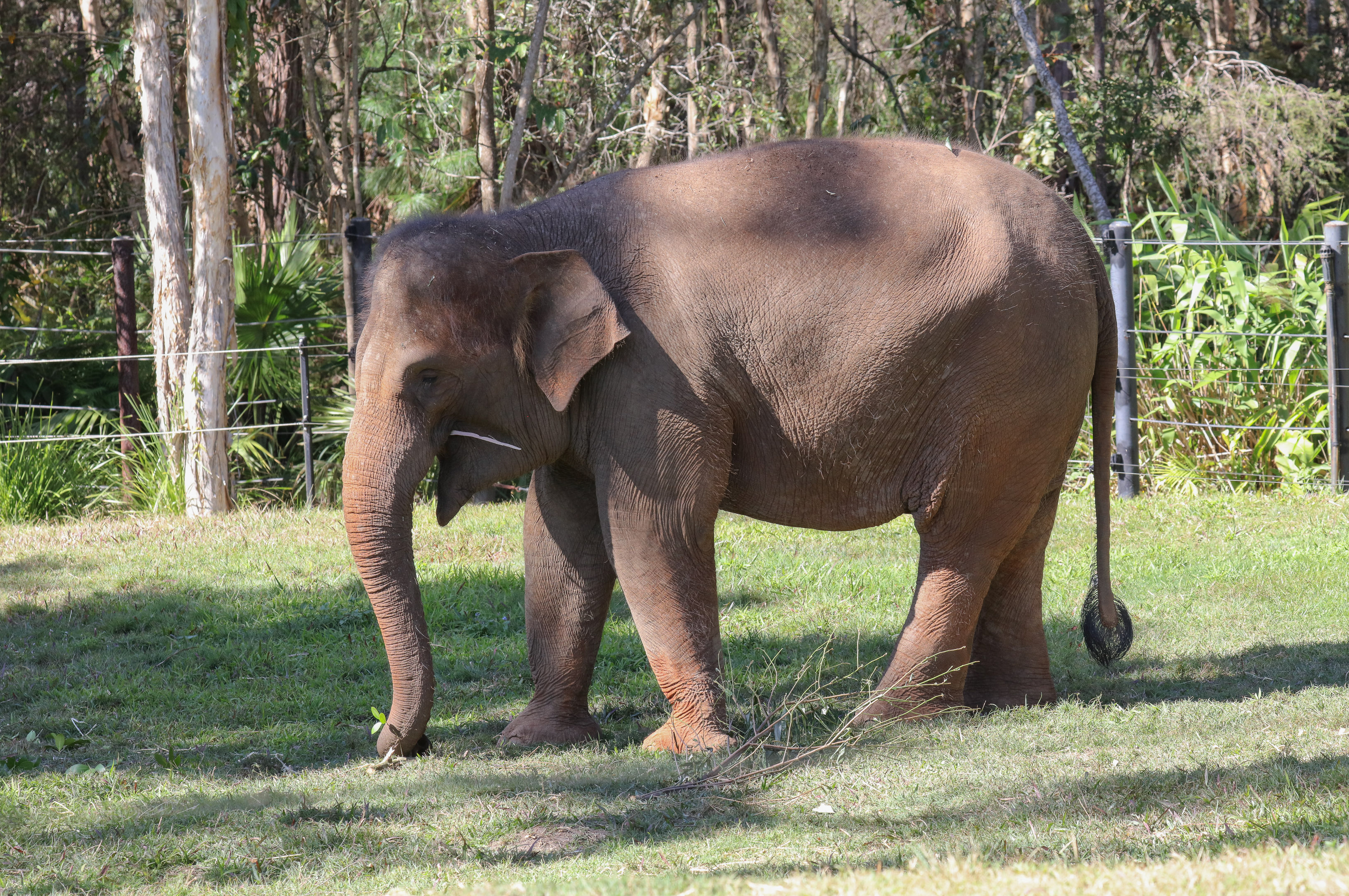 Sumatran Elephant