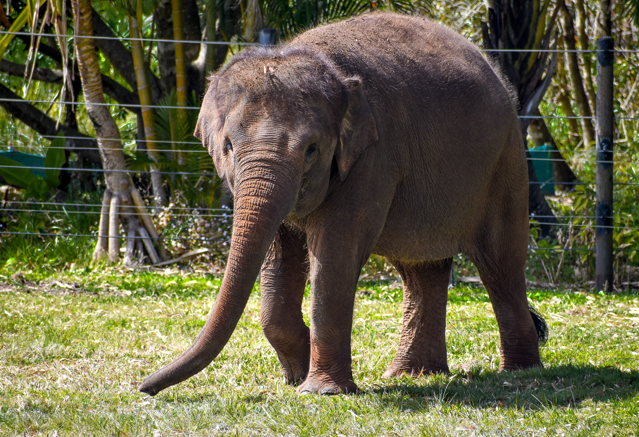 Sumatran Elephant