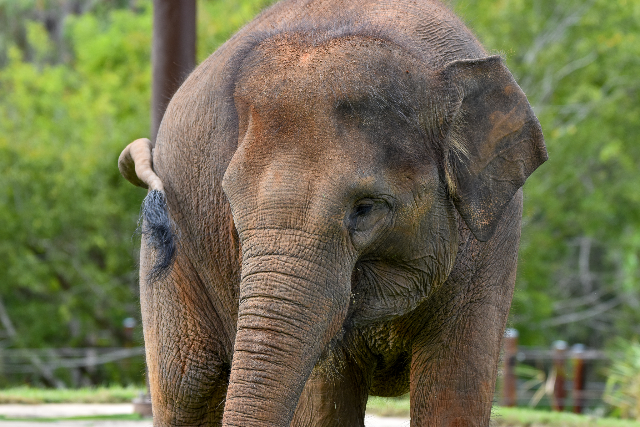 Sumatran Elephant