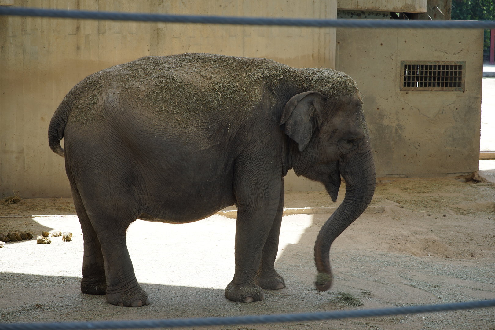 Sumatran Elephant