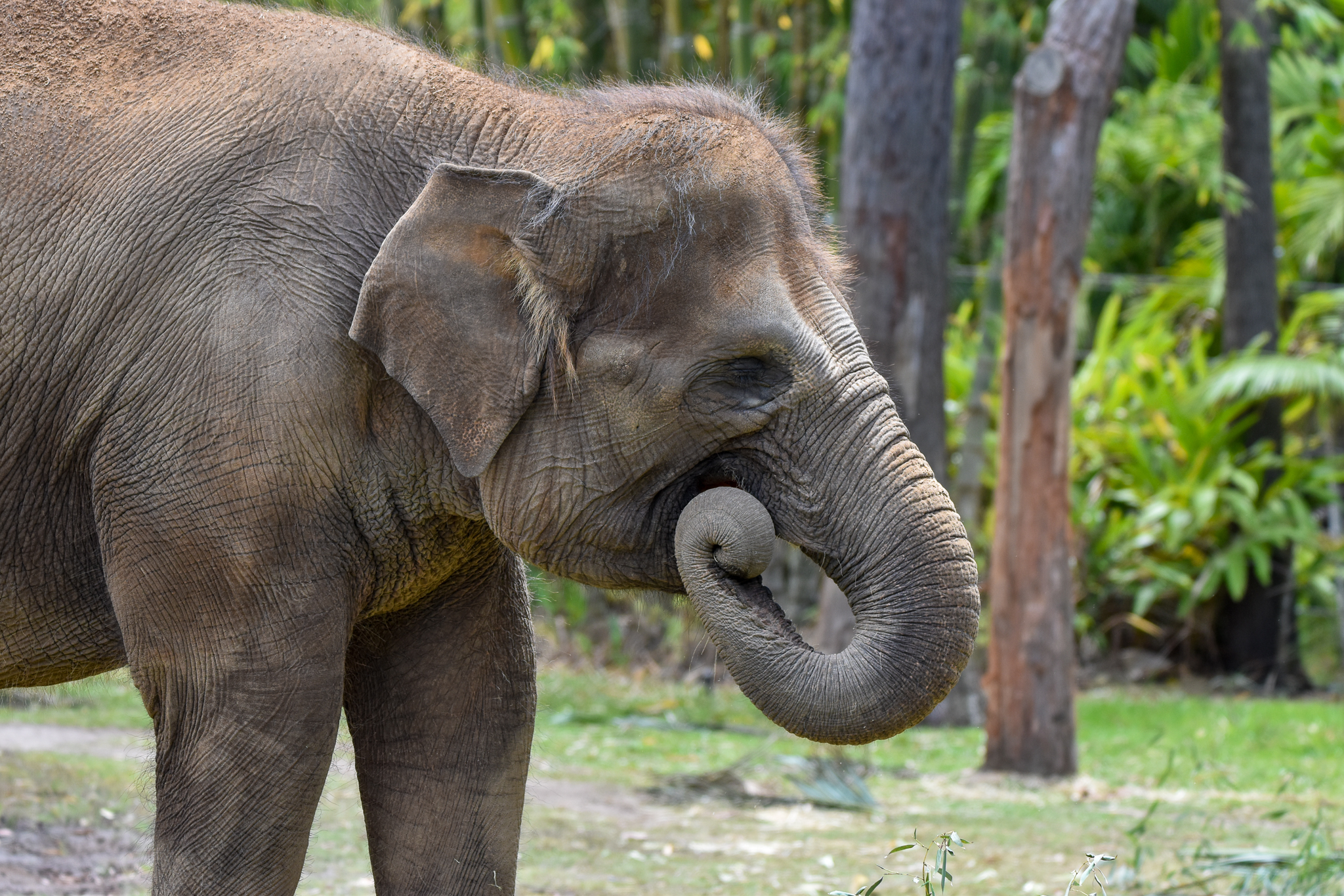 Sumatran Elephant