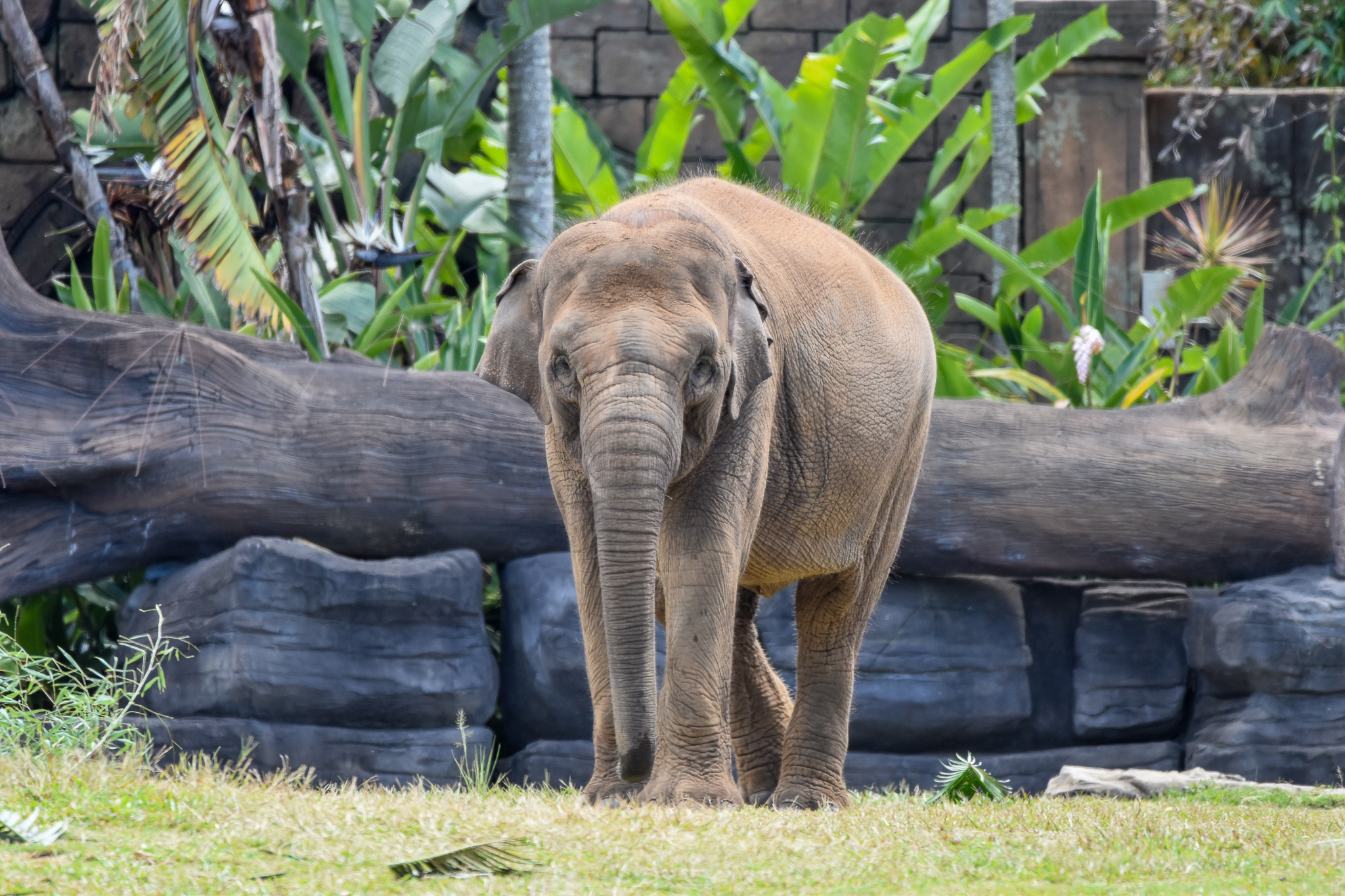 Sumatran Elephant