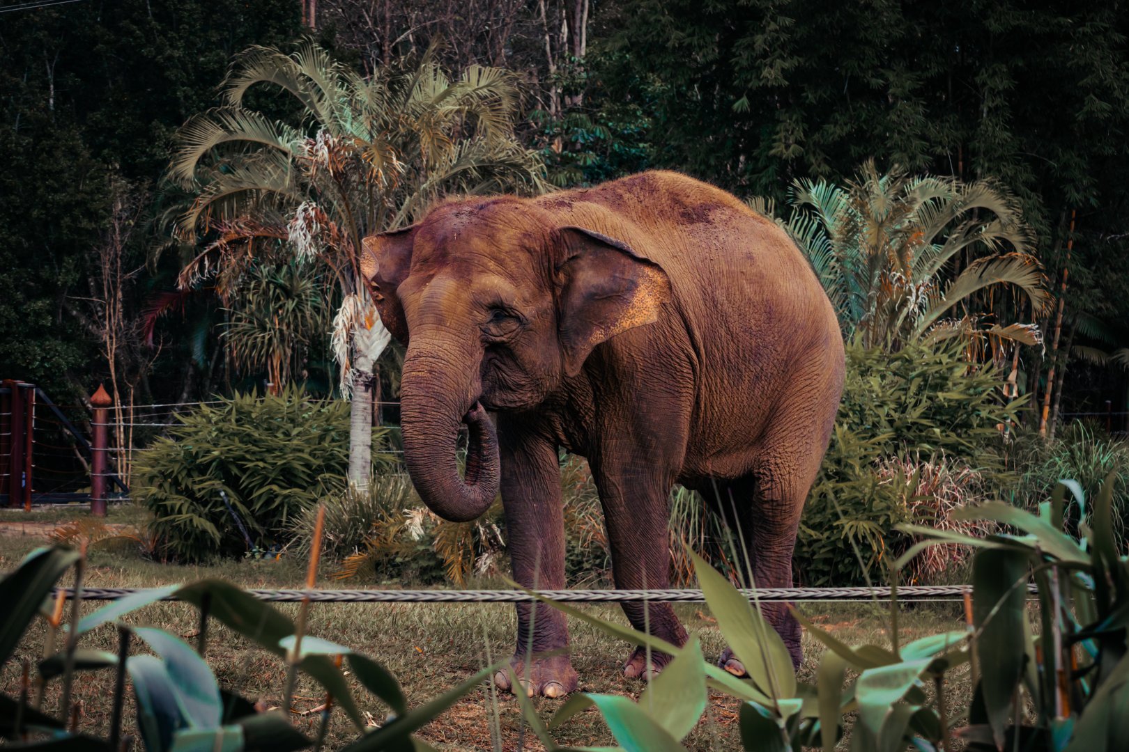 Sumatran Elephant