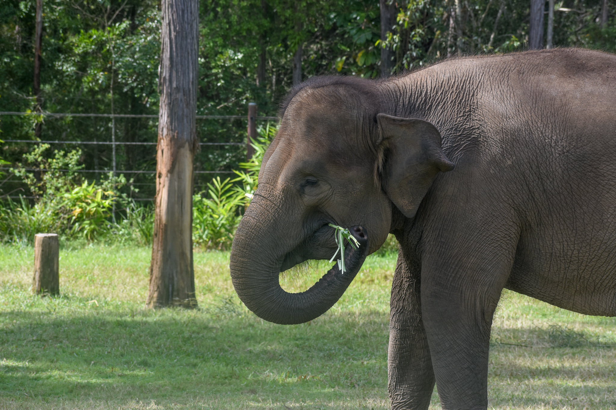 Sumatran Elephant