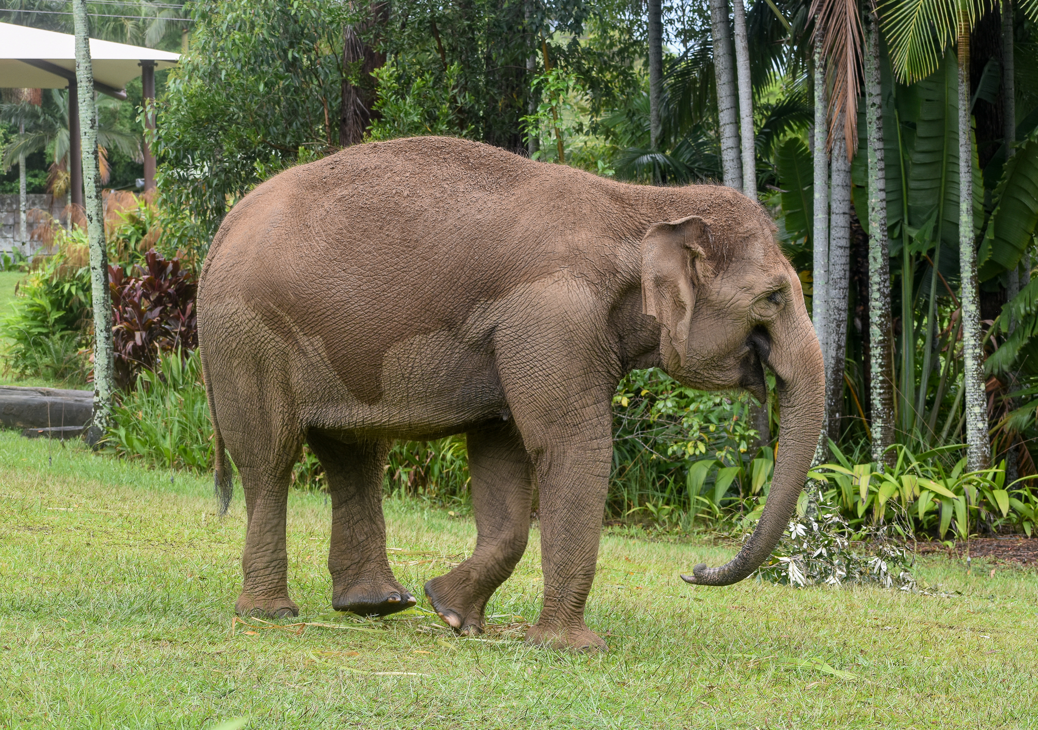 Sumatran Elephant